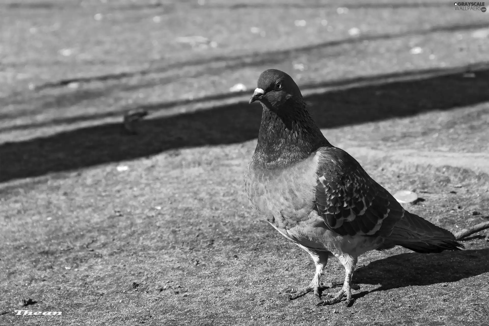 pigeon