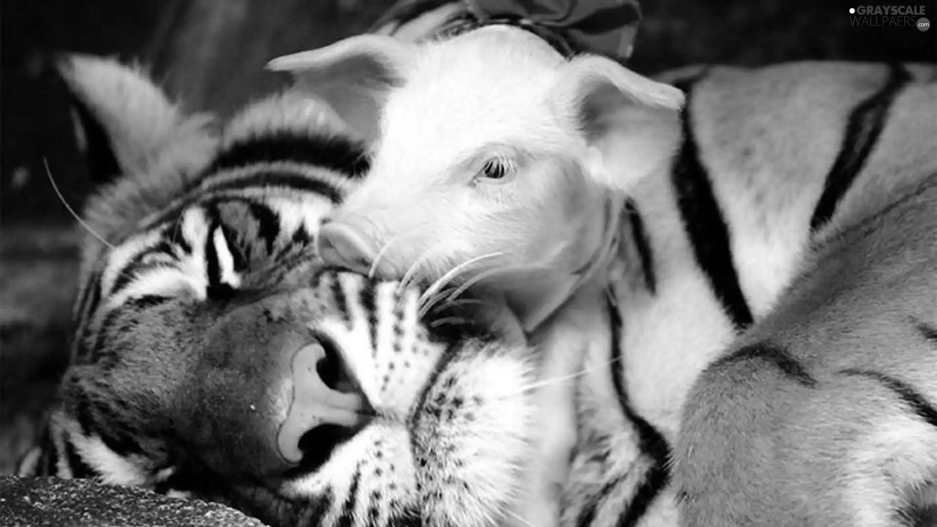 tiger, piglet