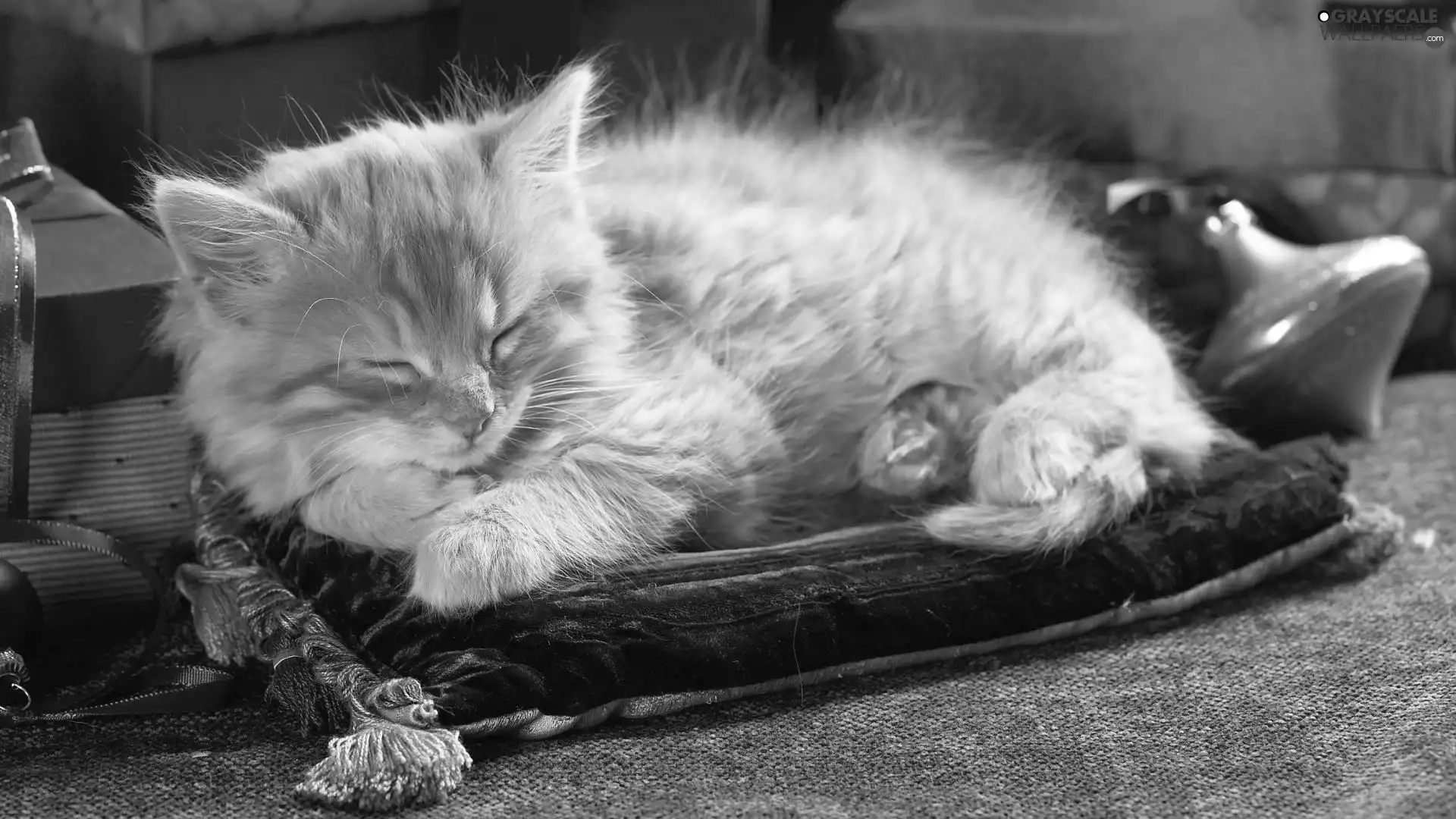 Pillow, sleepy, cat