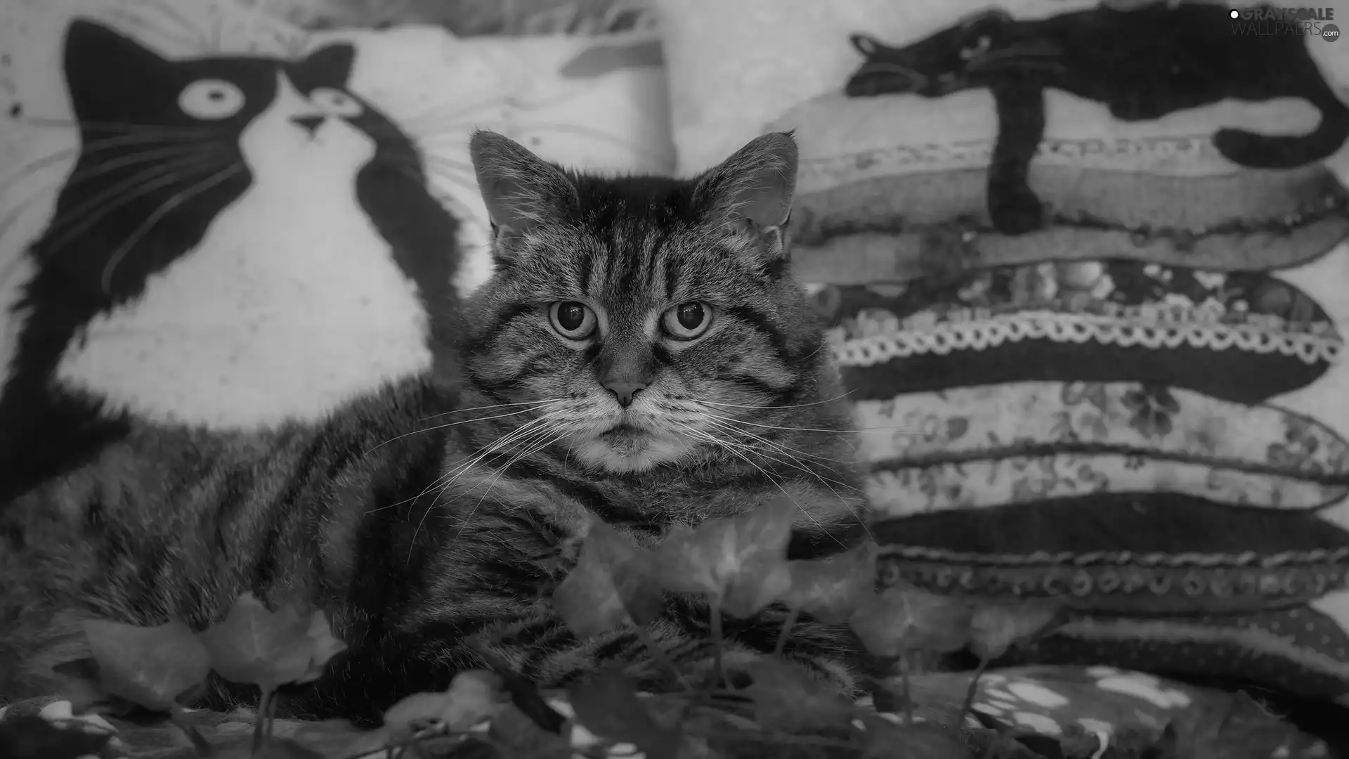 pillows, dun, cat