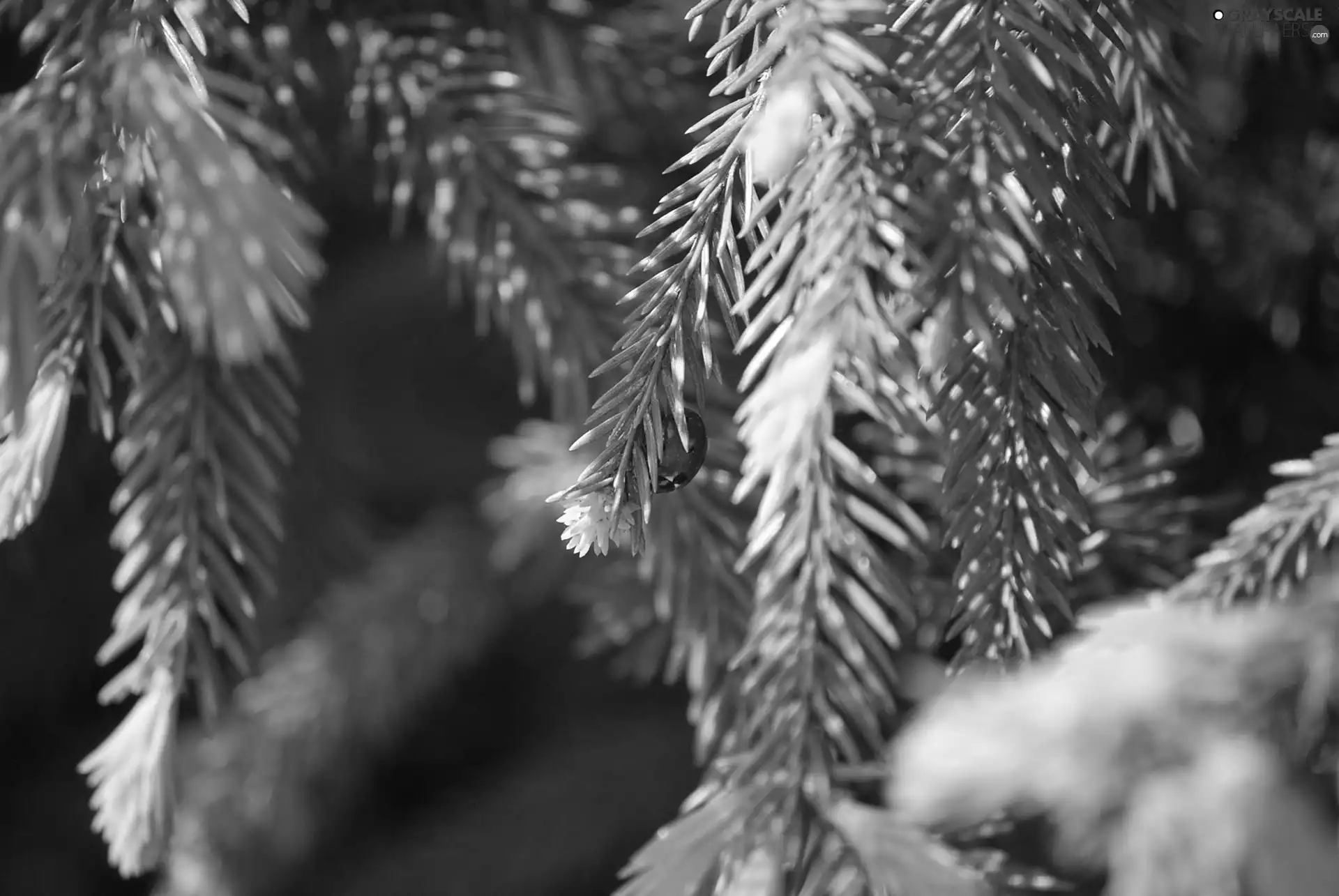 ladybird, pine