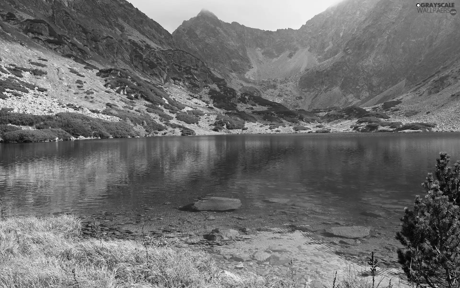trees, pine, lake, Stones, Mountains