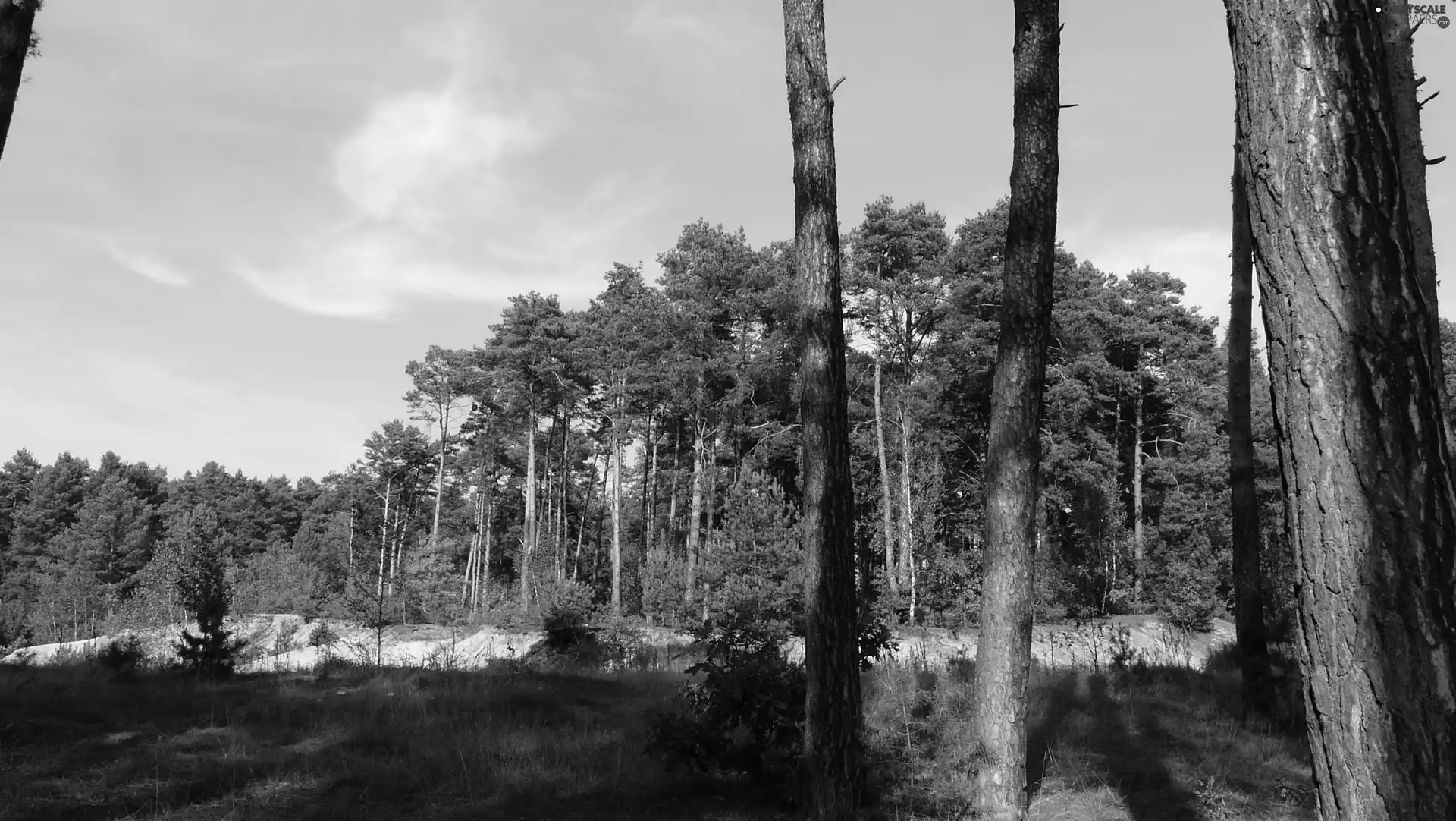 pine, mine, sand
