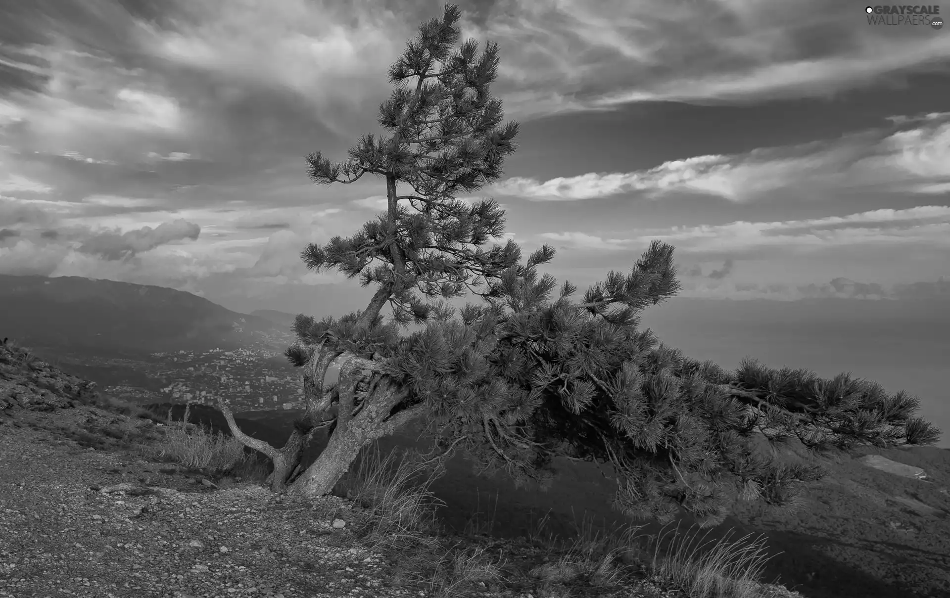pine, Mountains, trees