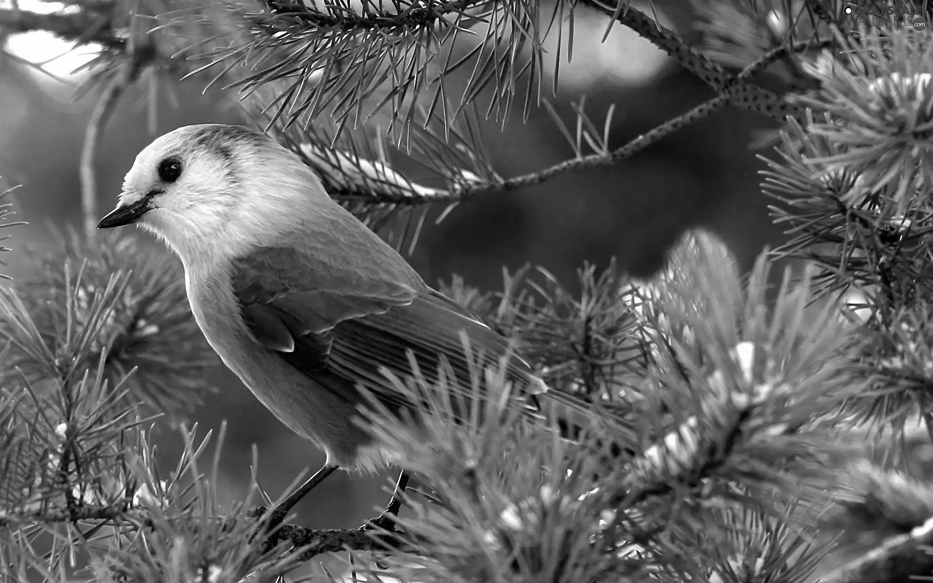 pine, birdies, Twigs