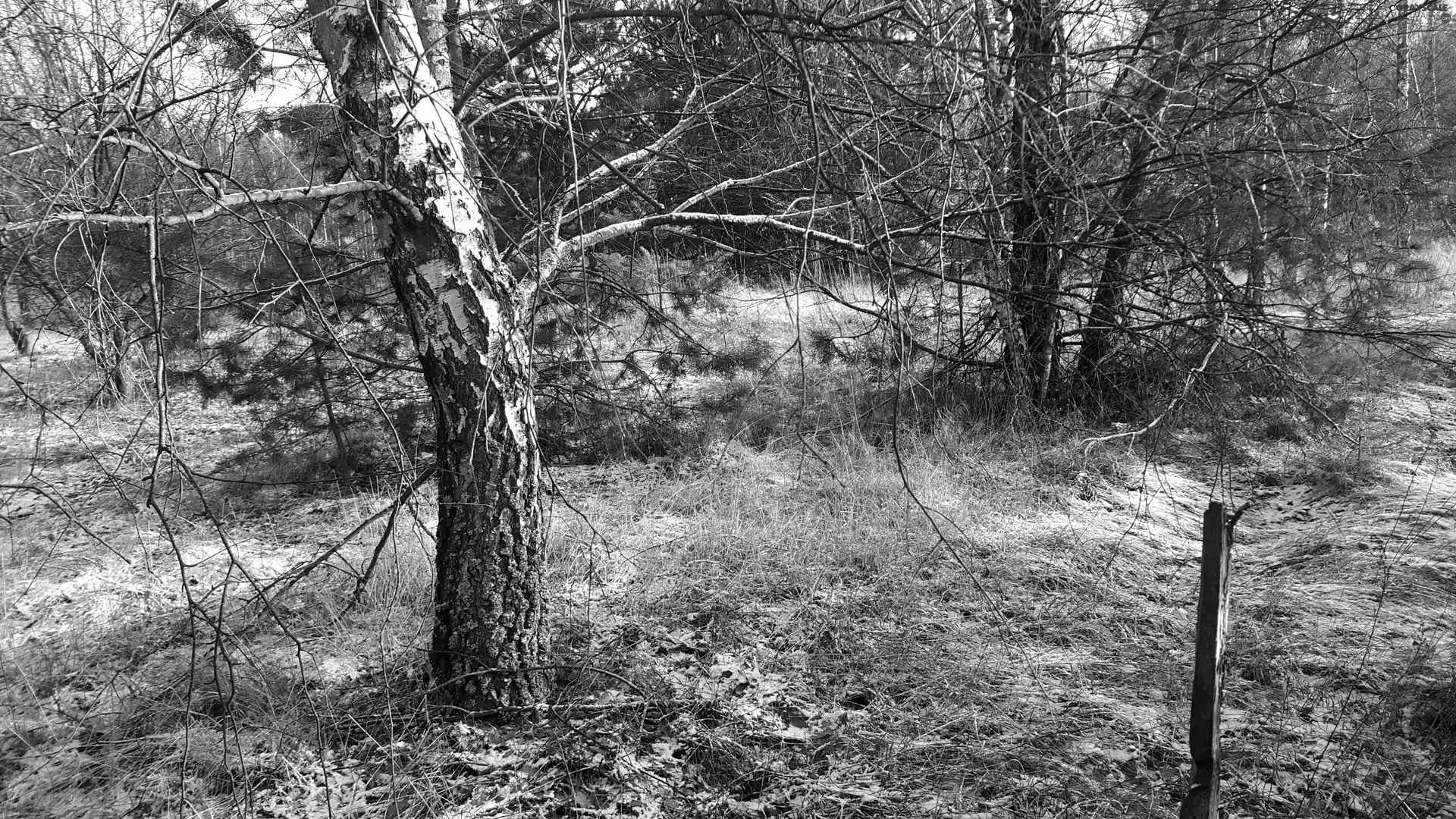 winter, birch-tree, pine, forest