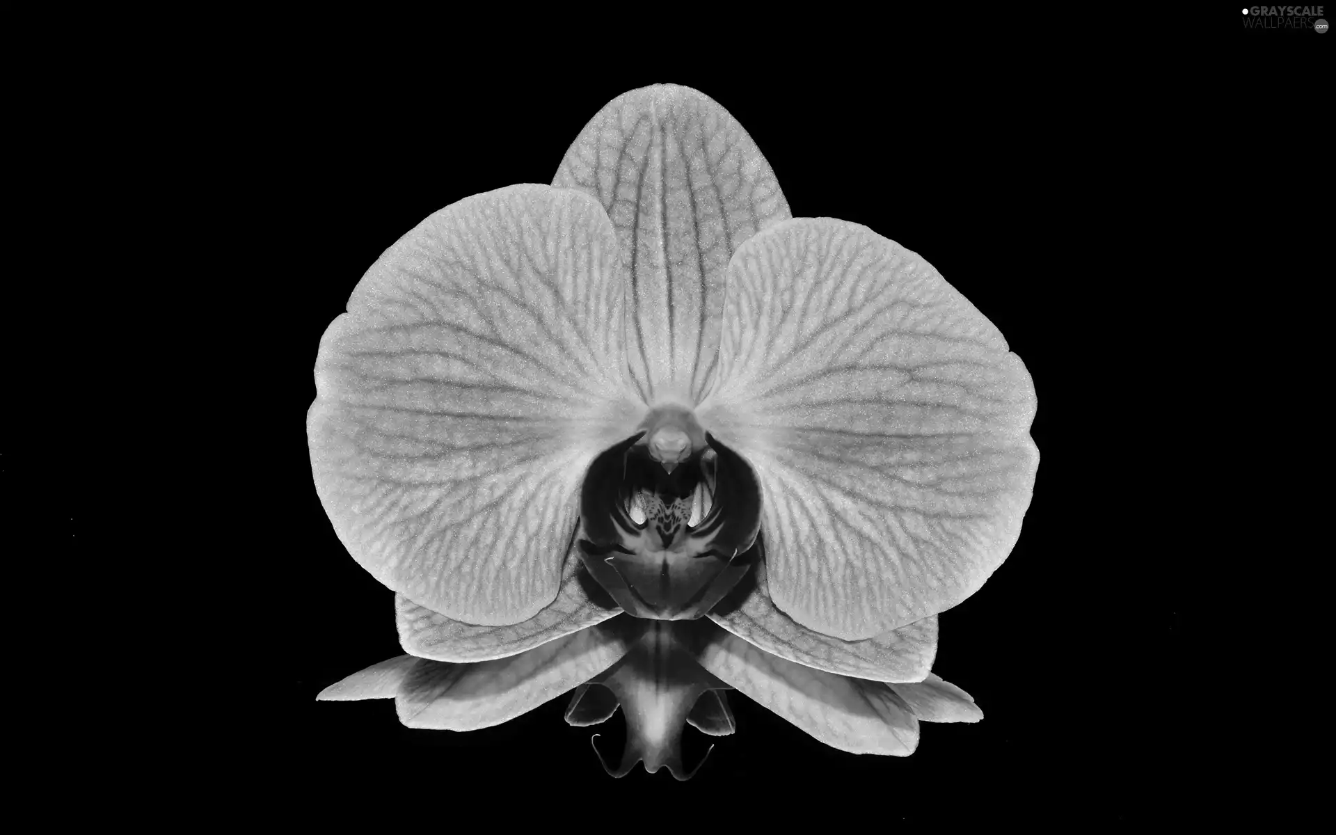 reflection, Black Background, Pink, orchid, Colourfull Flowers