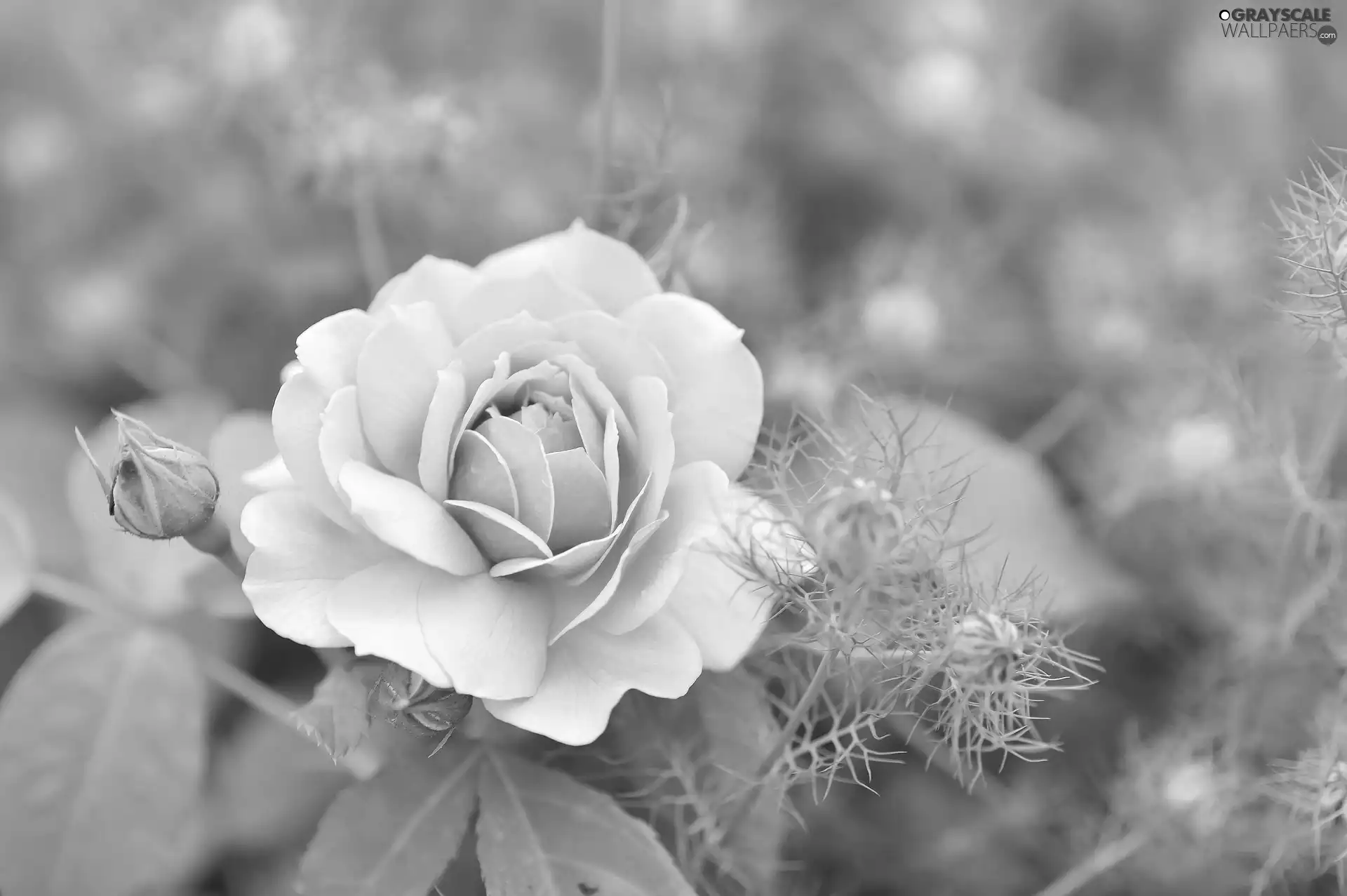 bloom, rose, bud, Pink
