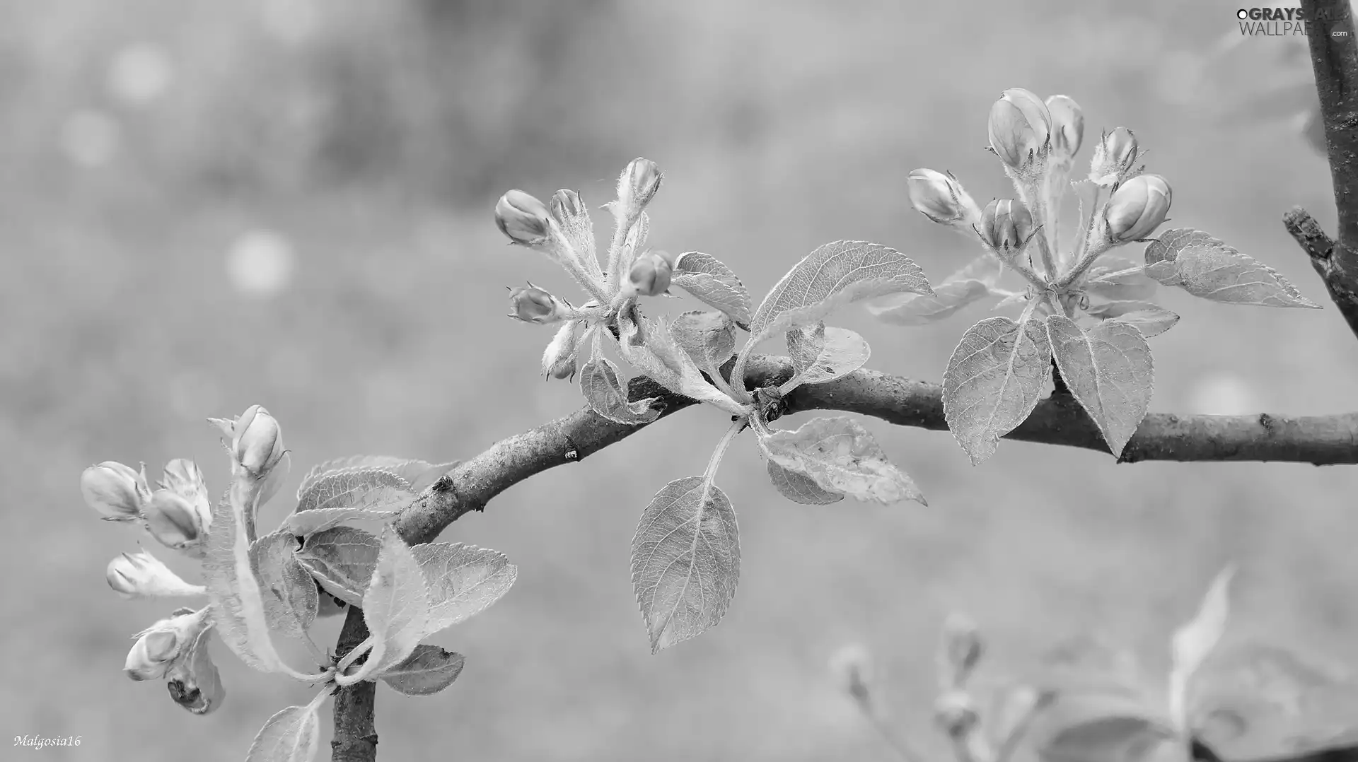 Pink, Buds, fruit, twig, trees