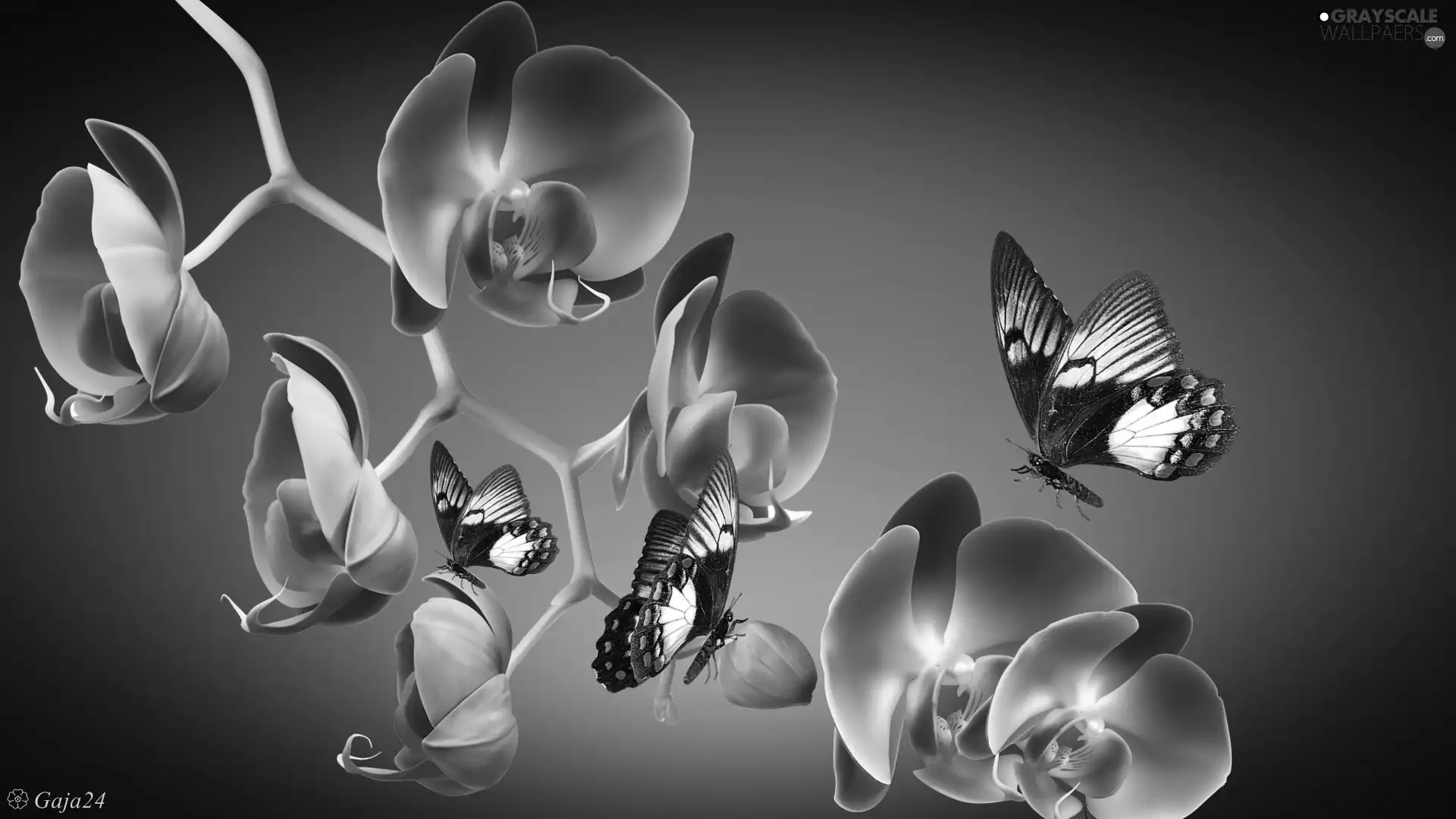 Pink Orchids, butterflies