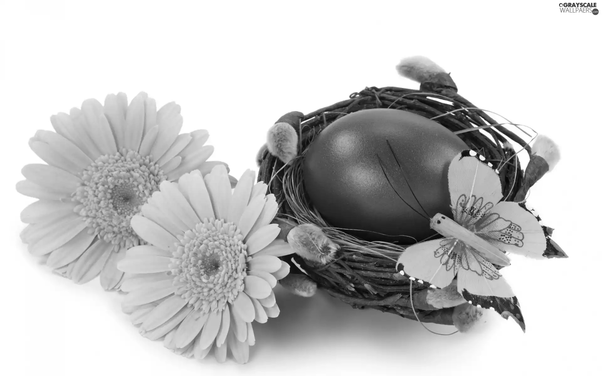egg, nest, gerberas, color, Easter, Pink, butterfly