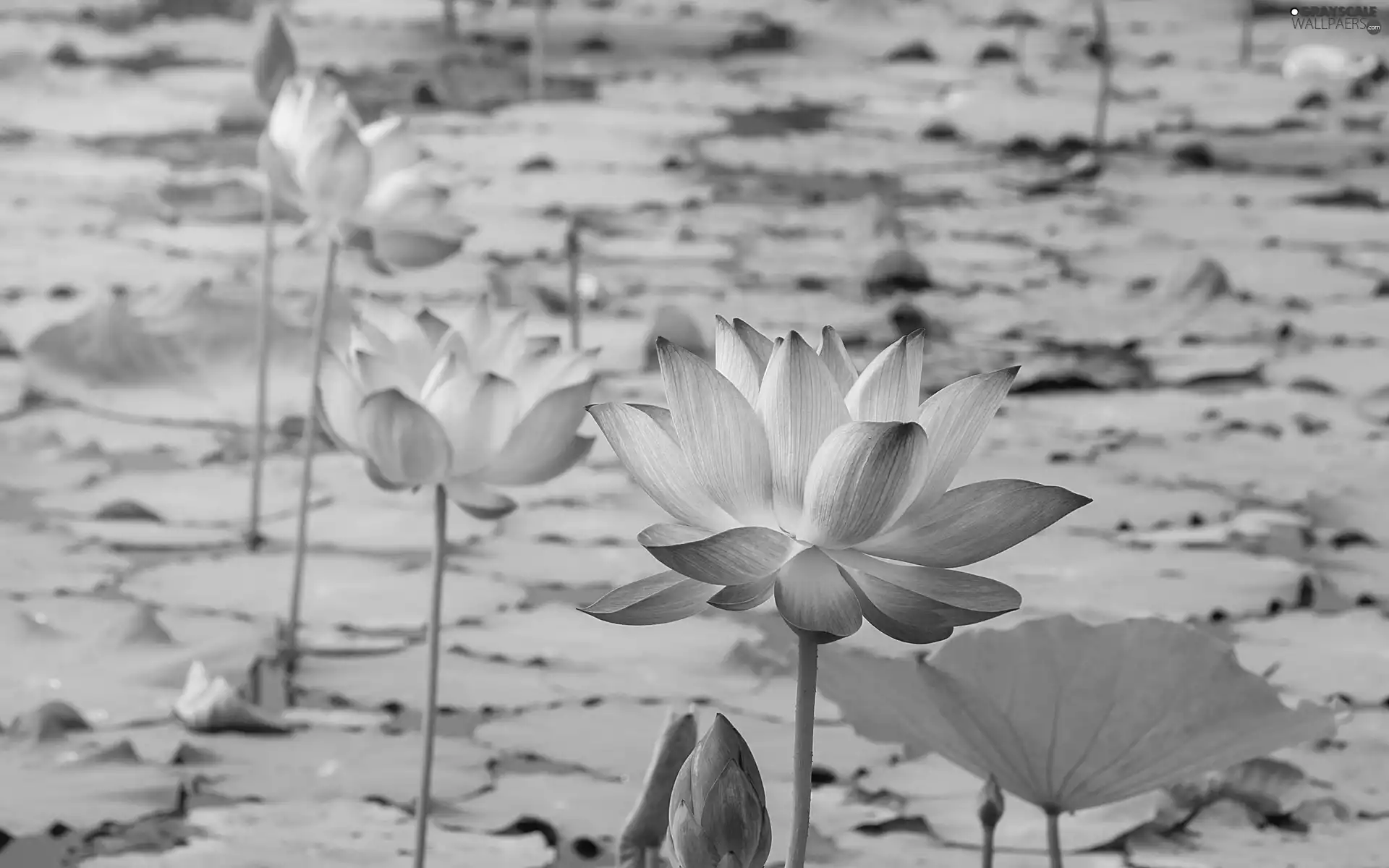 Flowers, Pond - car, Pink, Buds, lotuses, Leaves