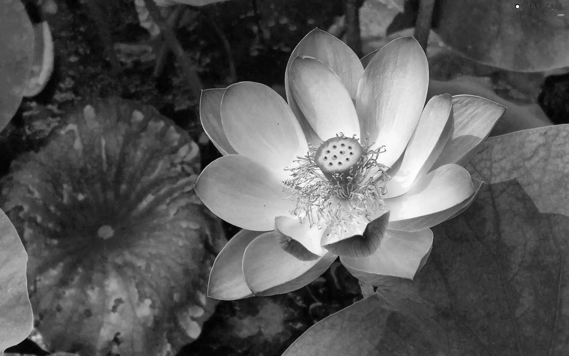 Colourfull Flowers, flakes, lotus, Pink