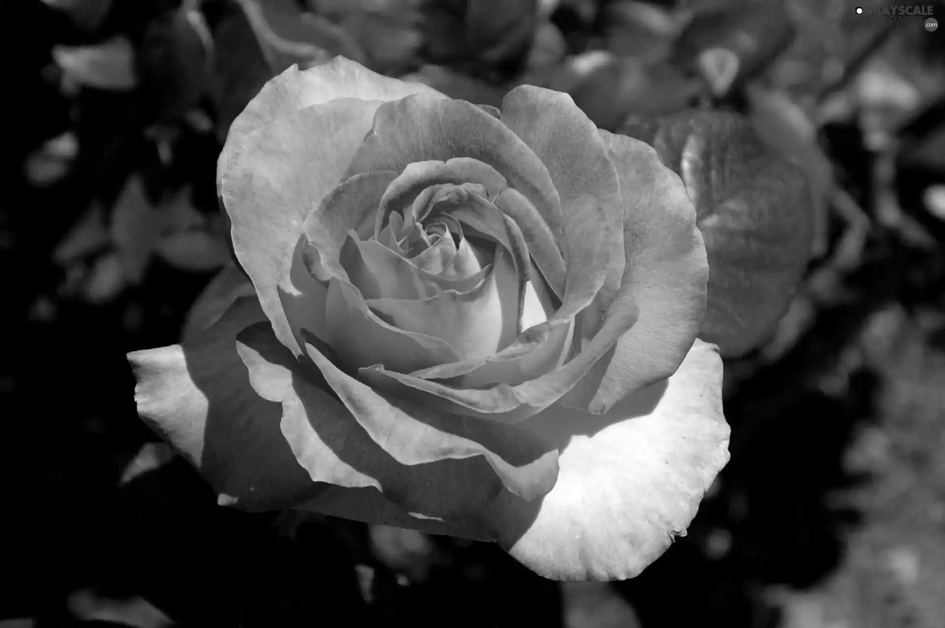 rose, Colourfull Flowers, pink