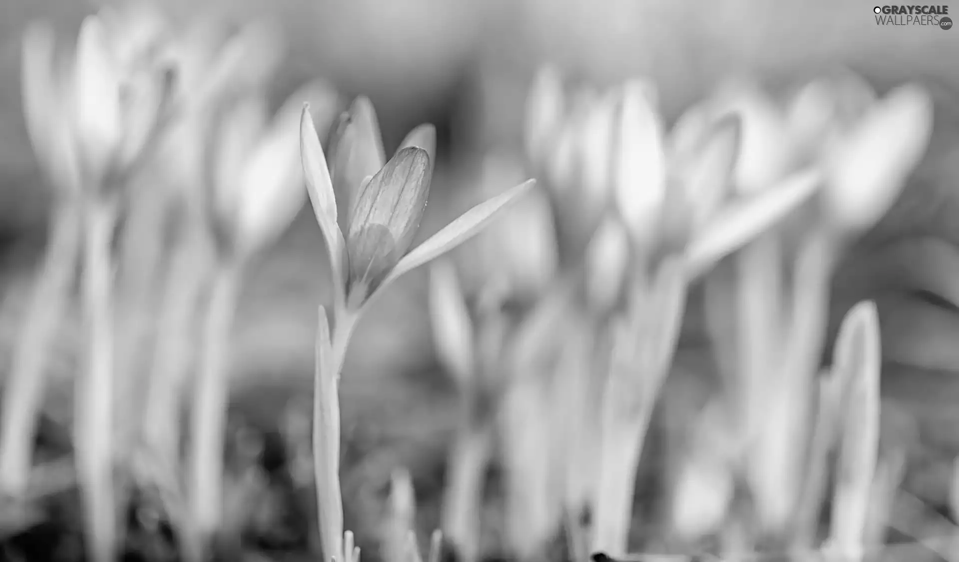 Pink, Flowers, crocuses