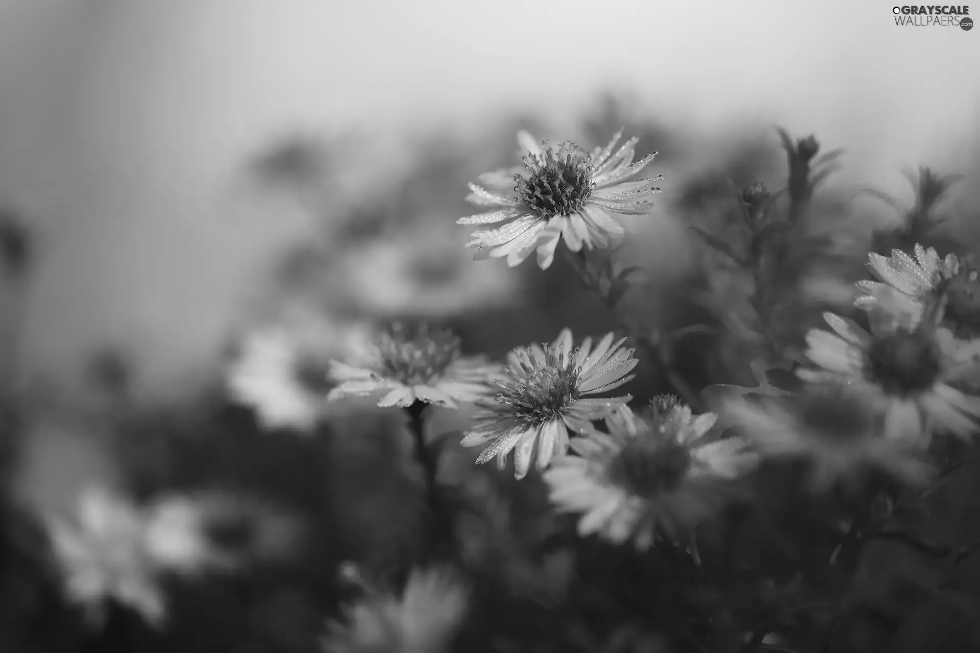 dewy, Astra, Flowers, Pink