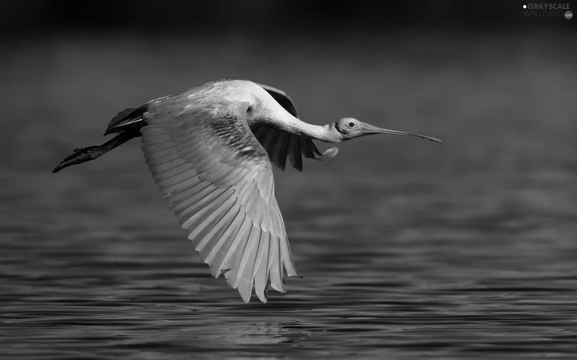 flight, Bird, Pink Spoonbill