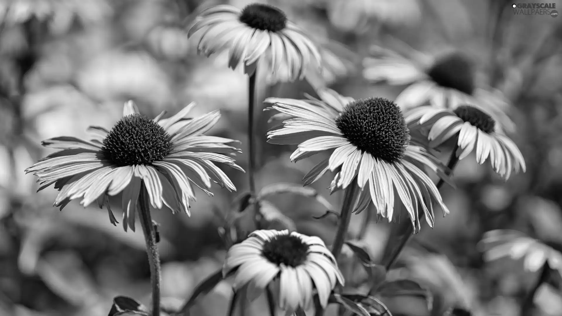 Flowers, echinacea, blur, Pink