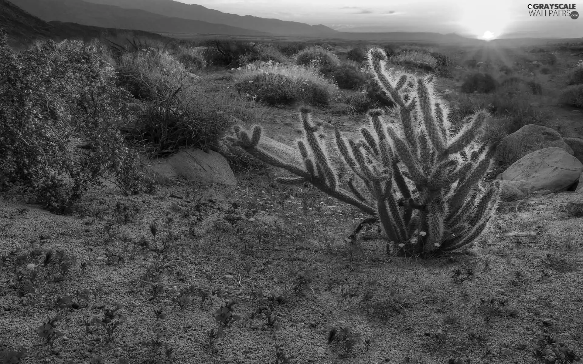 Pink, Flowers, west, sun, Cactus