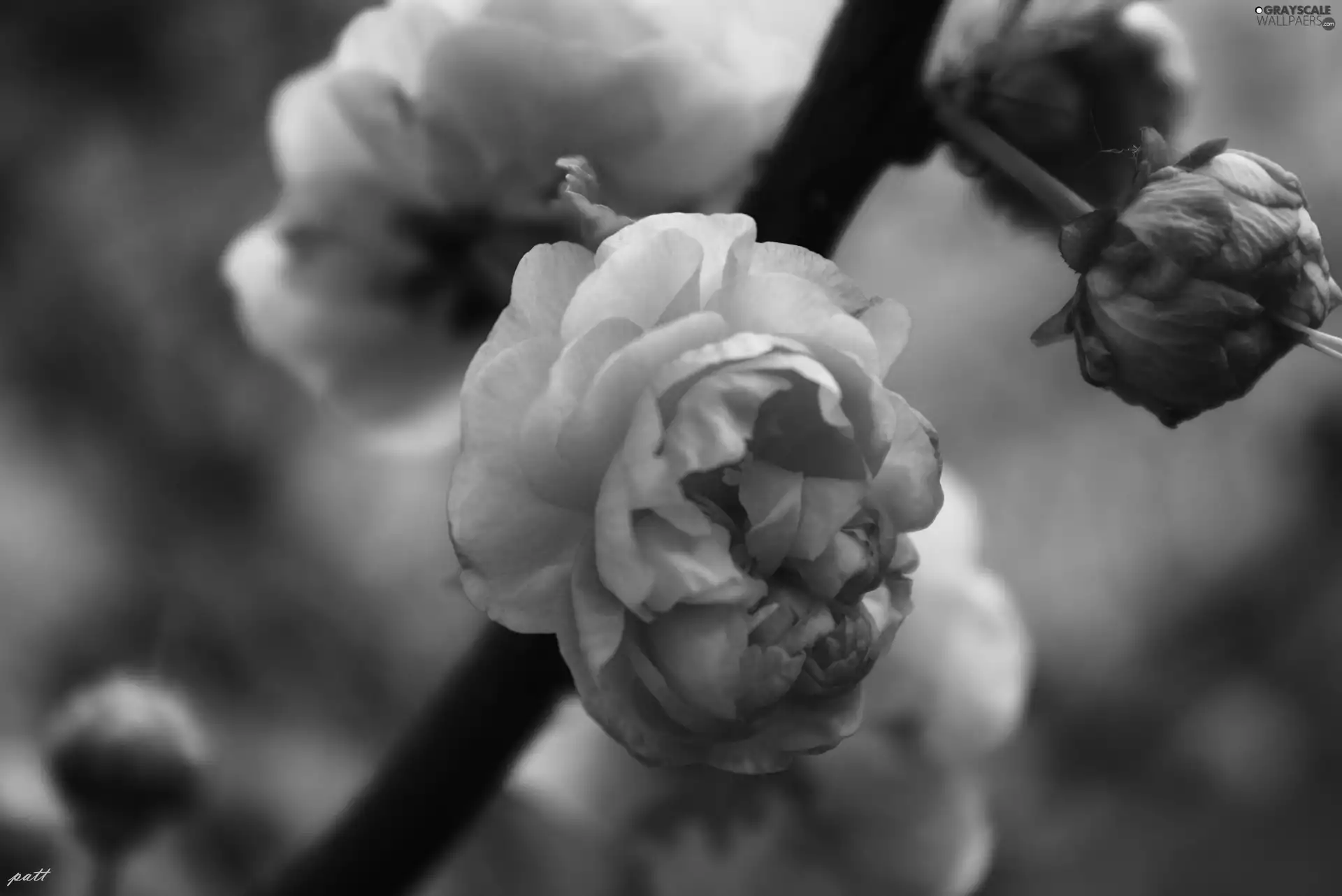 Colourfull Flowers, Almond, Pink