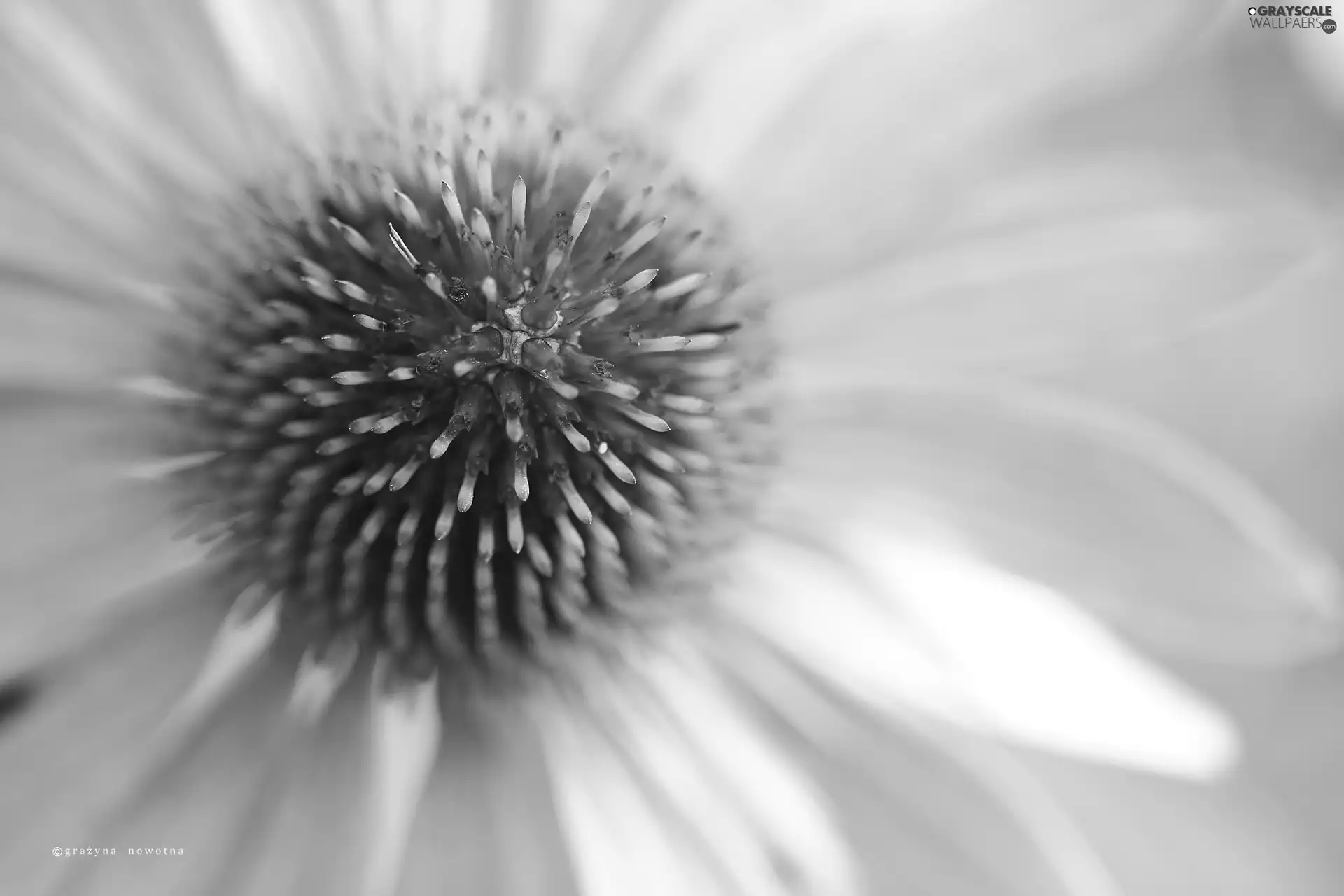 Colourfull Flowers, echinacea, Pink
