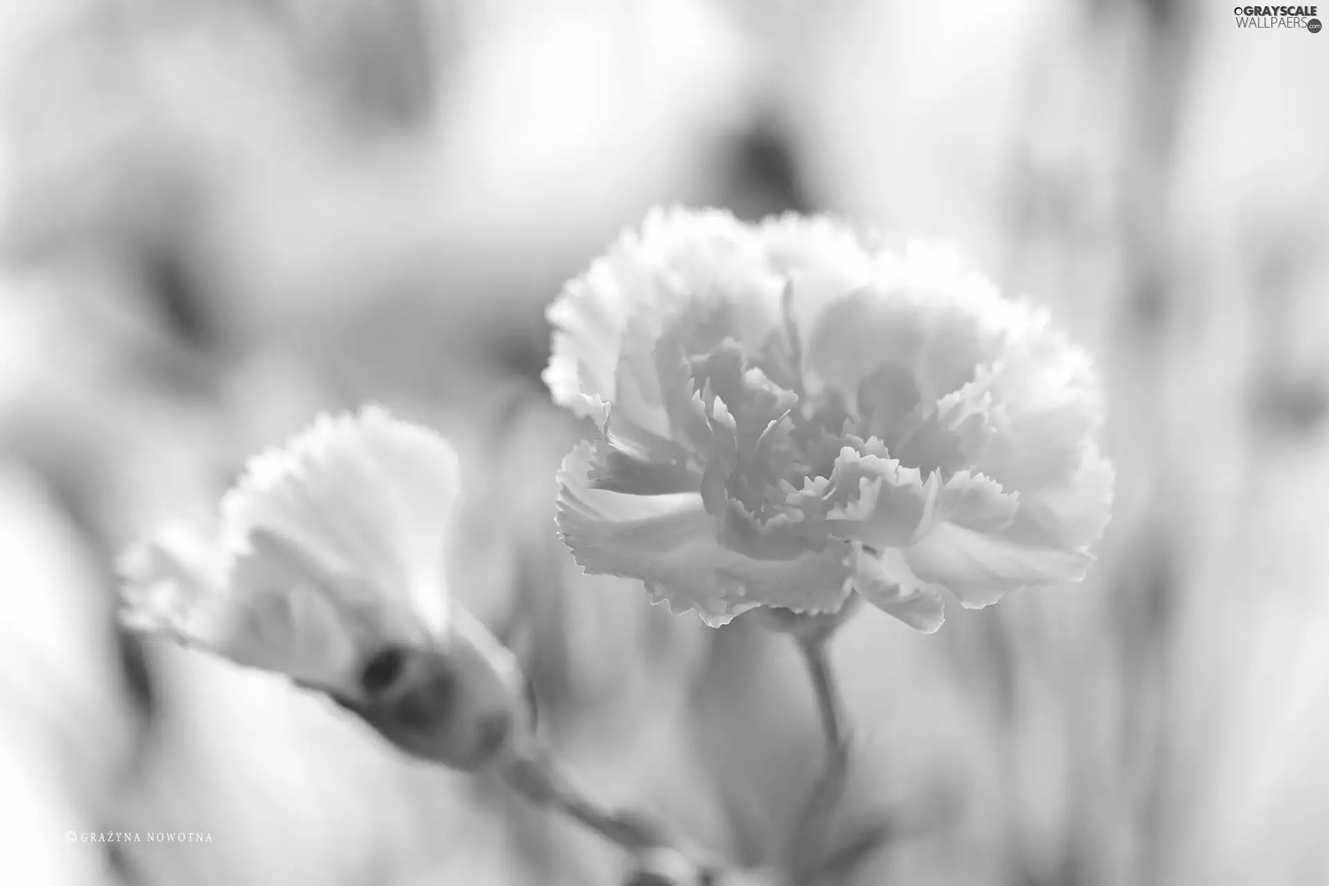 Colourfull Flowers, White, pink