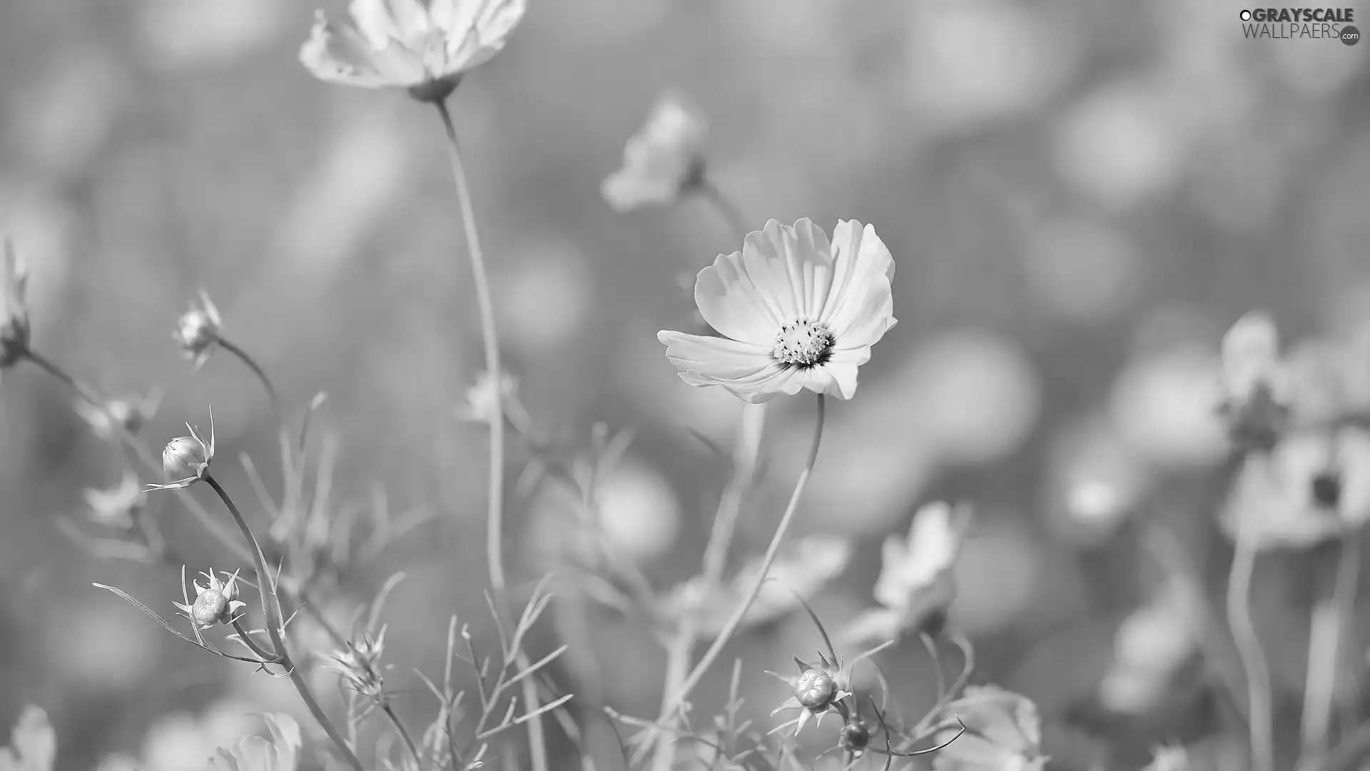 Flowers, Buds, Cosmos, Pink