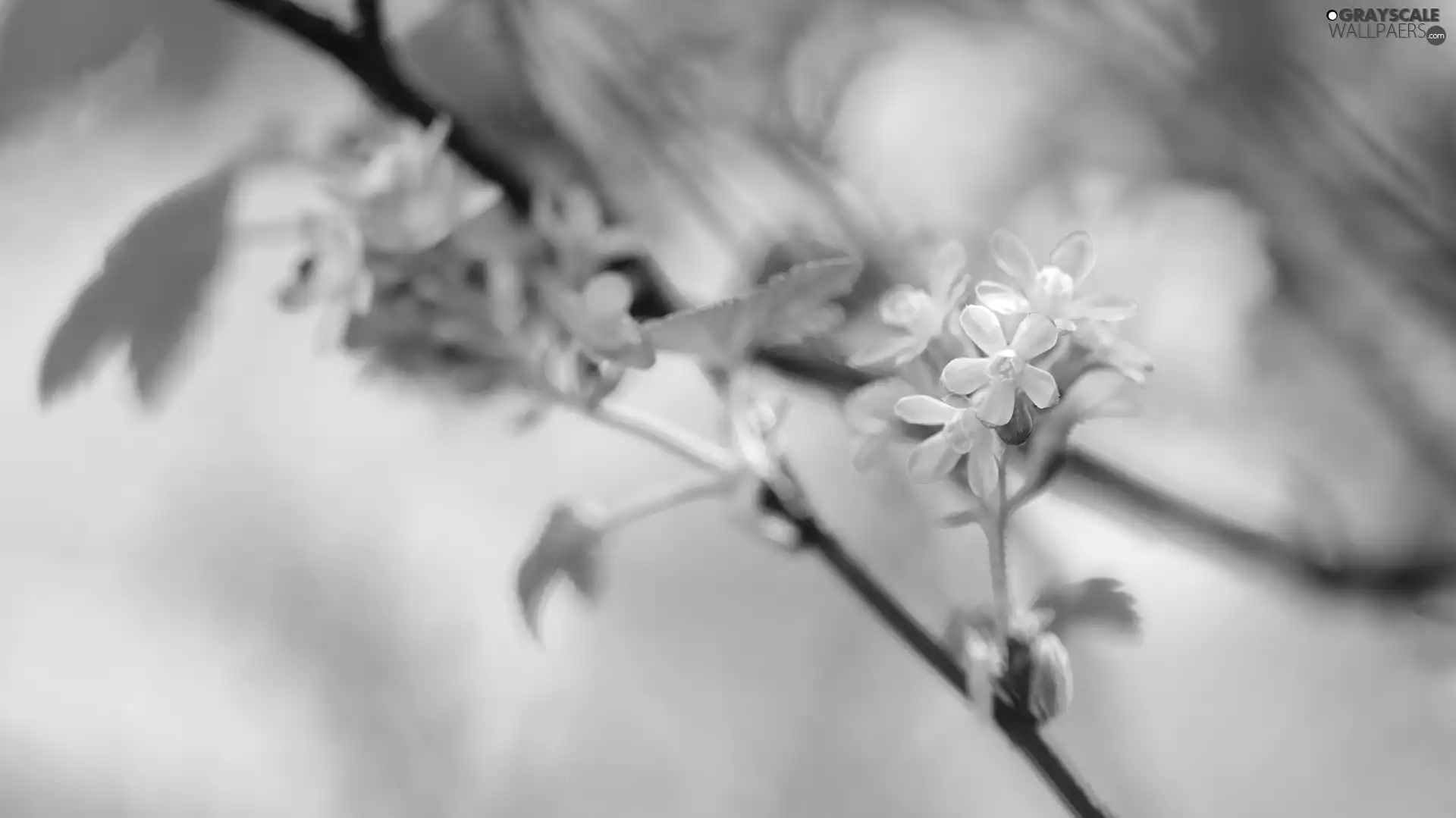 Flowers, Bloody Currant, Pink