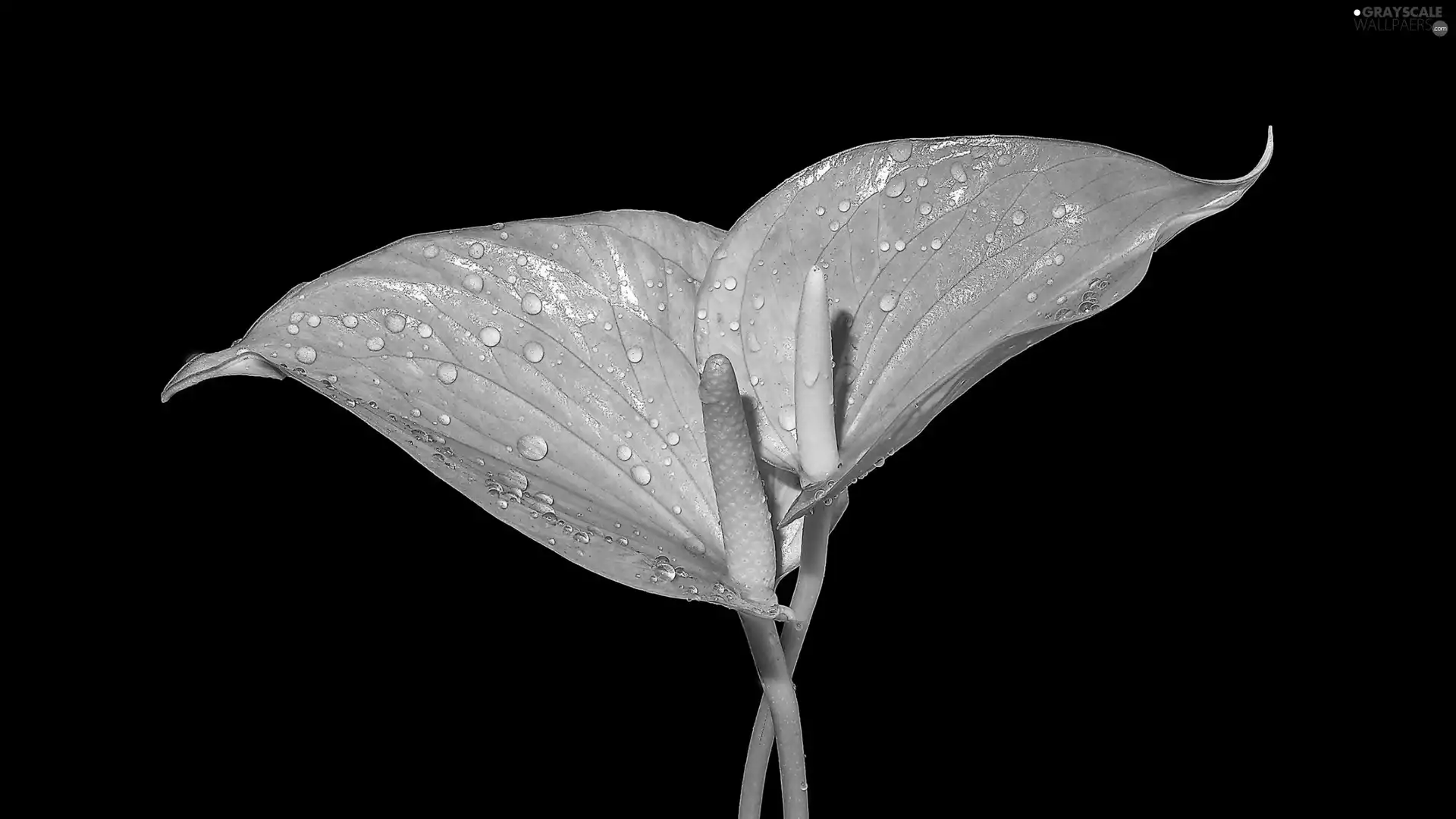 Flowers, Calla, drops, Pink