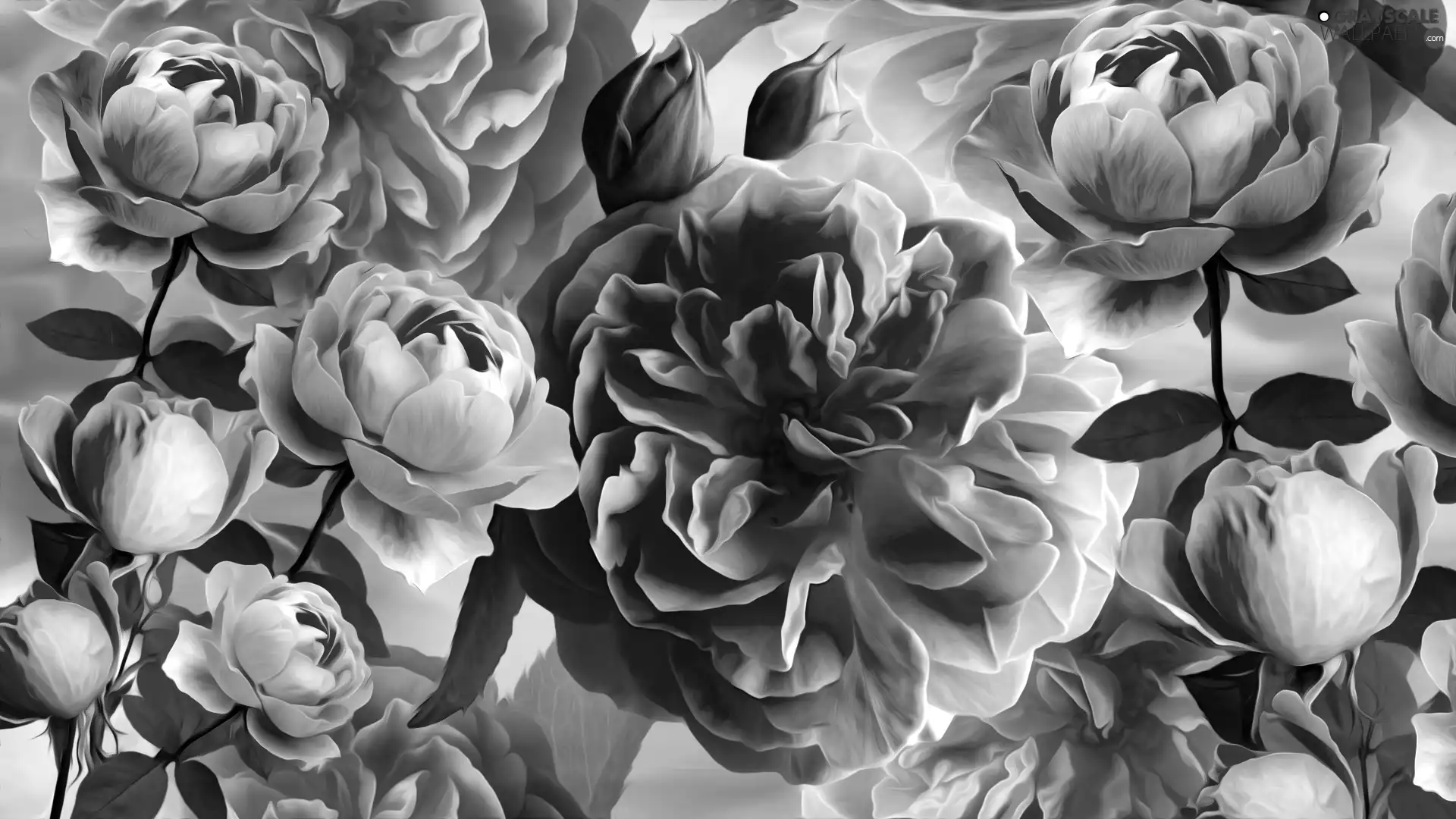 Flowers, roses, graphics, Pink