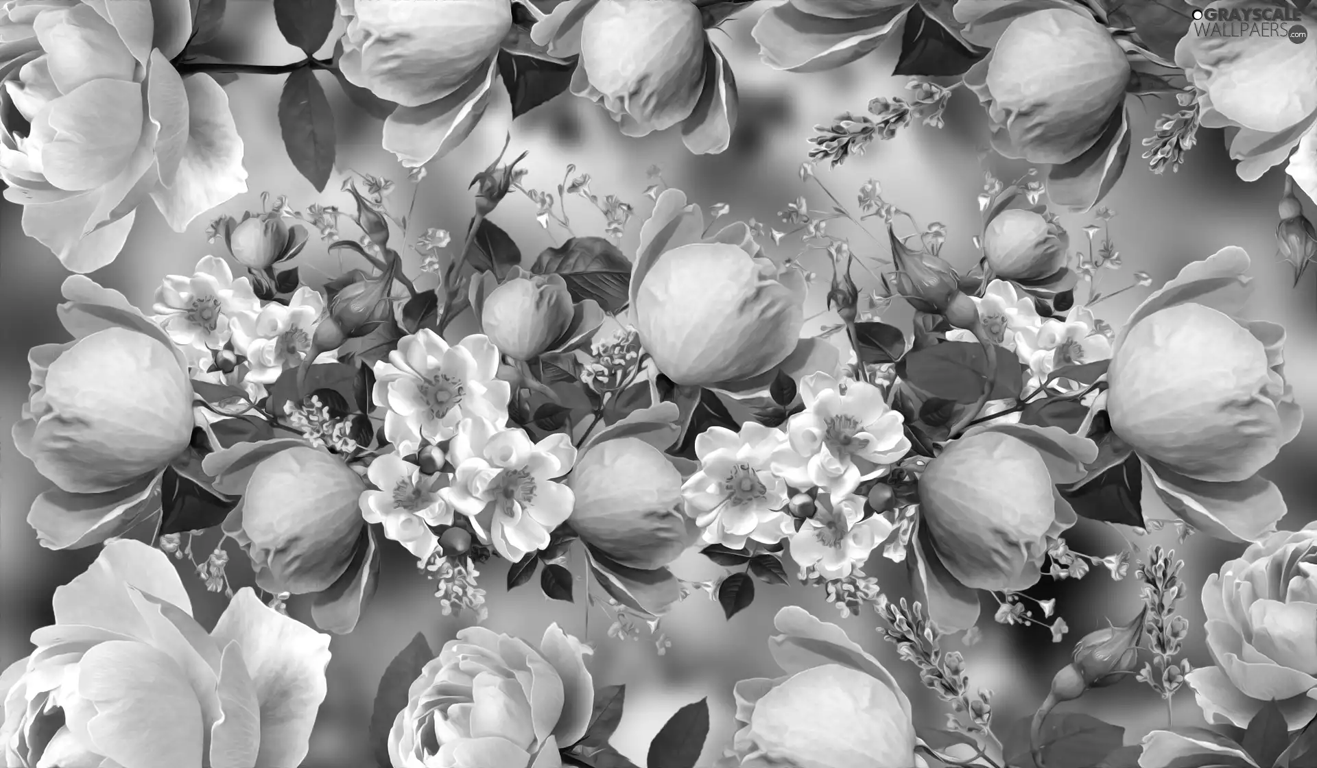 Wild Roses, graphics, Pink, roses, Flowers