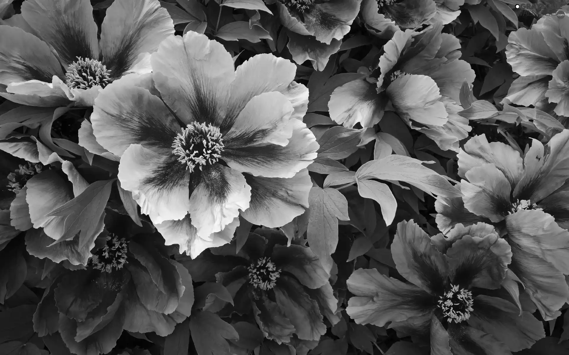 Flowers, Peonies, Leaf, Pink