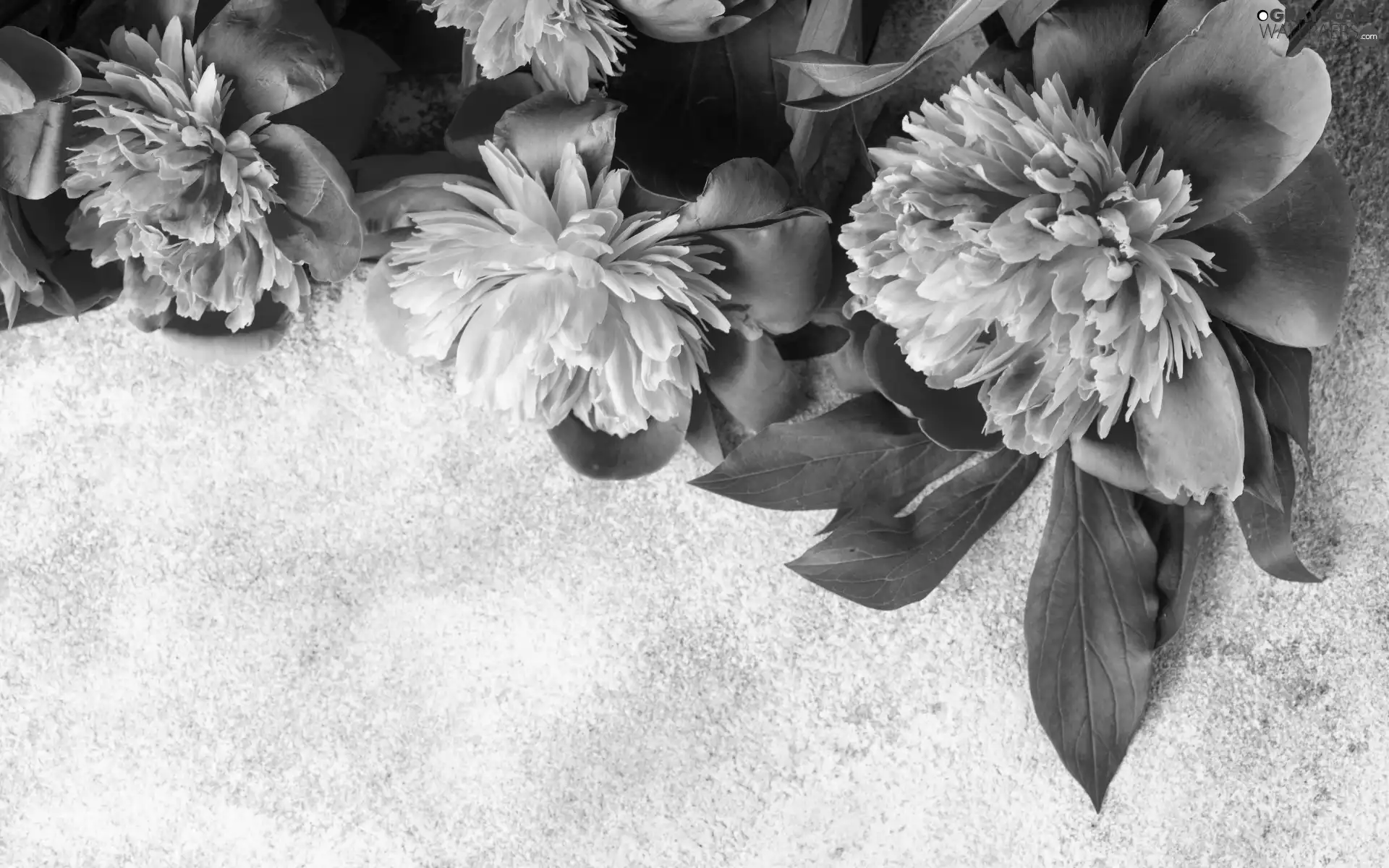 Flowers, Peonies, leaves, Pink