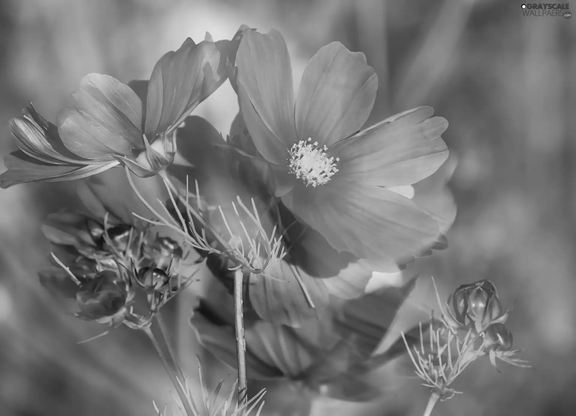 Flowers, Cosmos, rapprochement, Pink