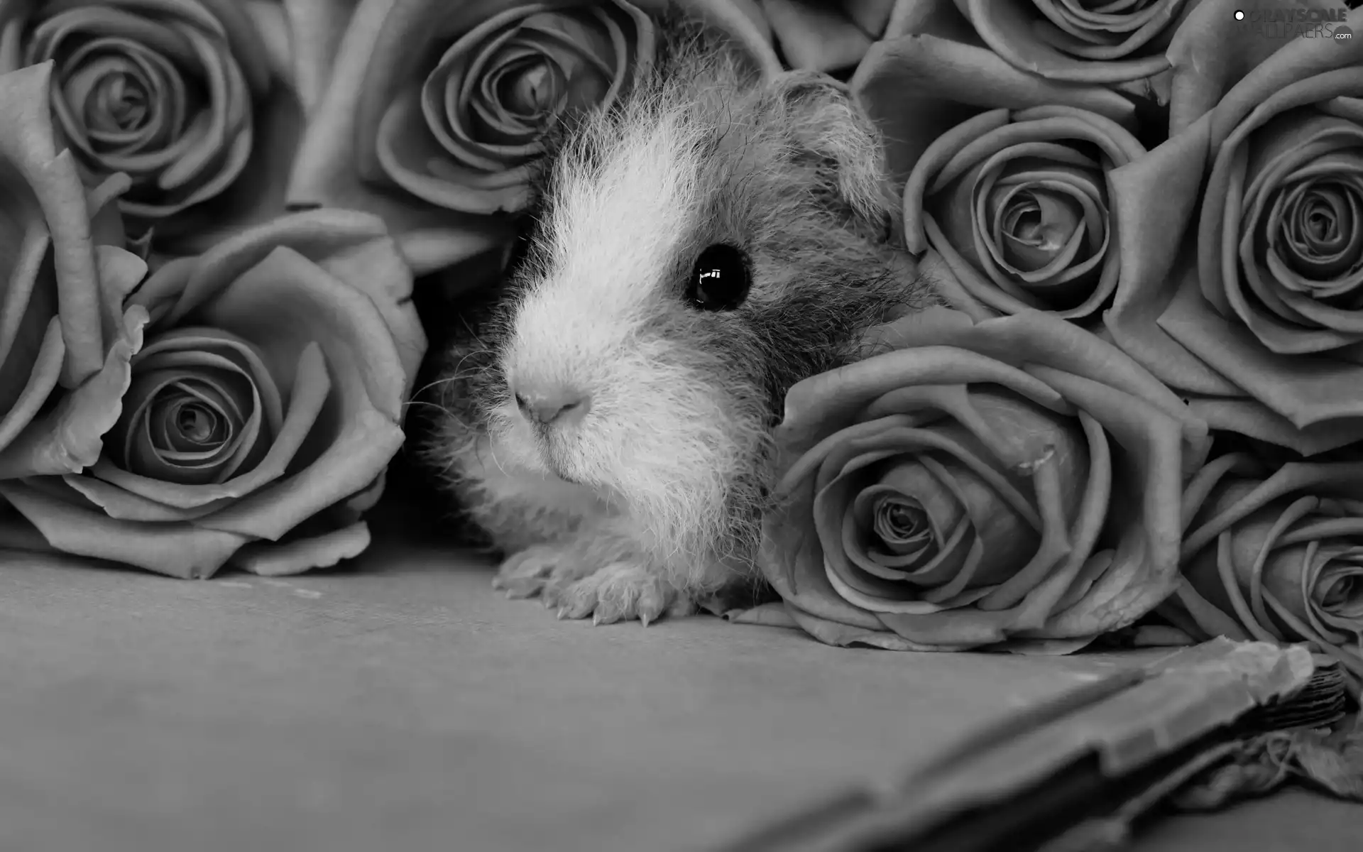 roses, guinea pig, Pink