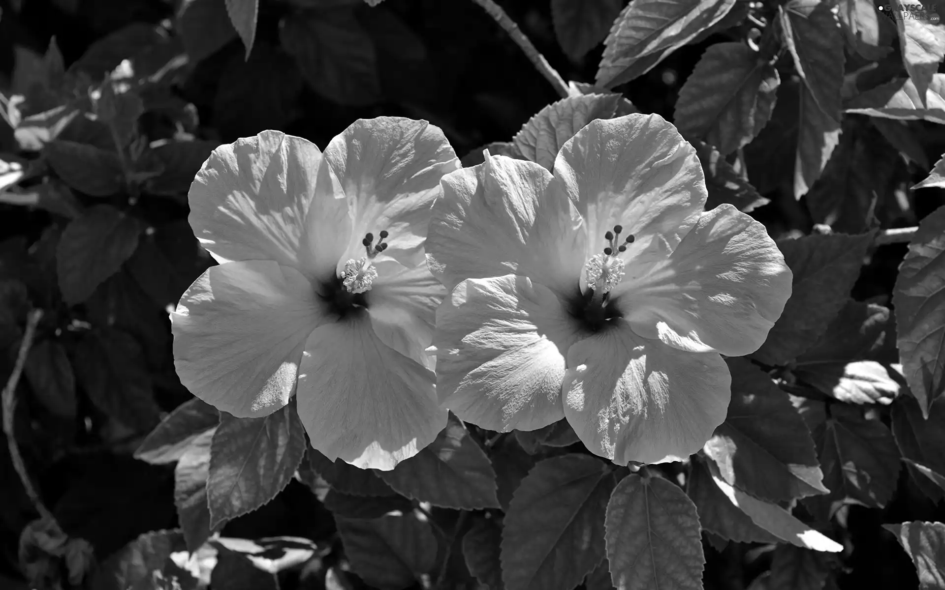 Pink, hibiscus