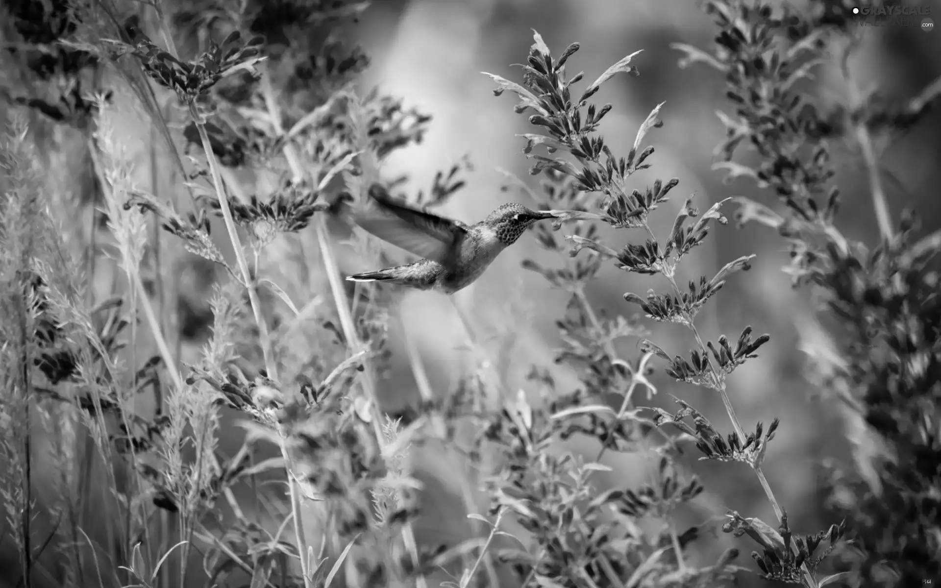 Flowers, humming-bird, Pink