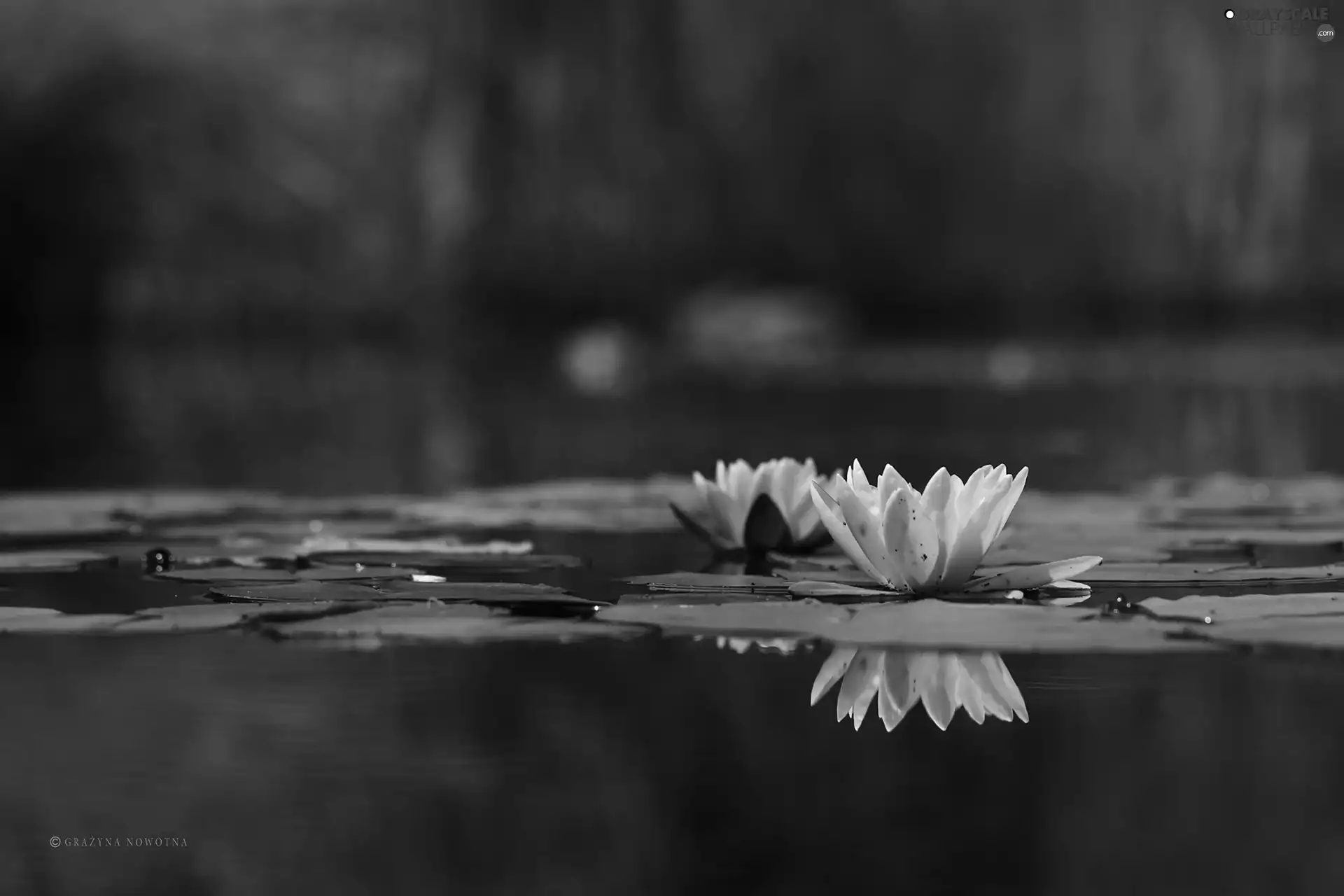 lilies, Nenufary, Pink, water