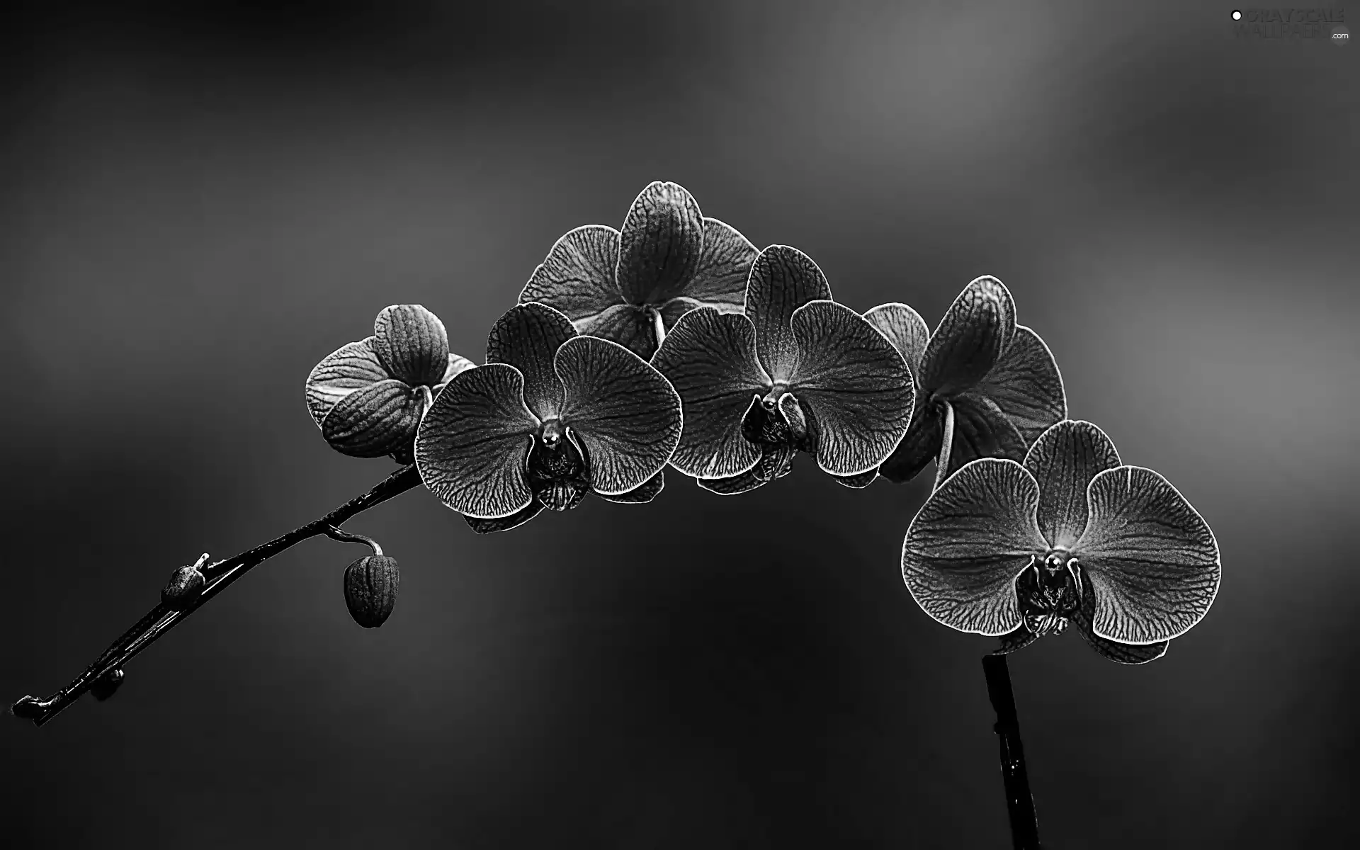 orchid, Pink