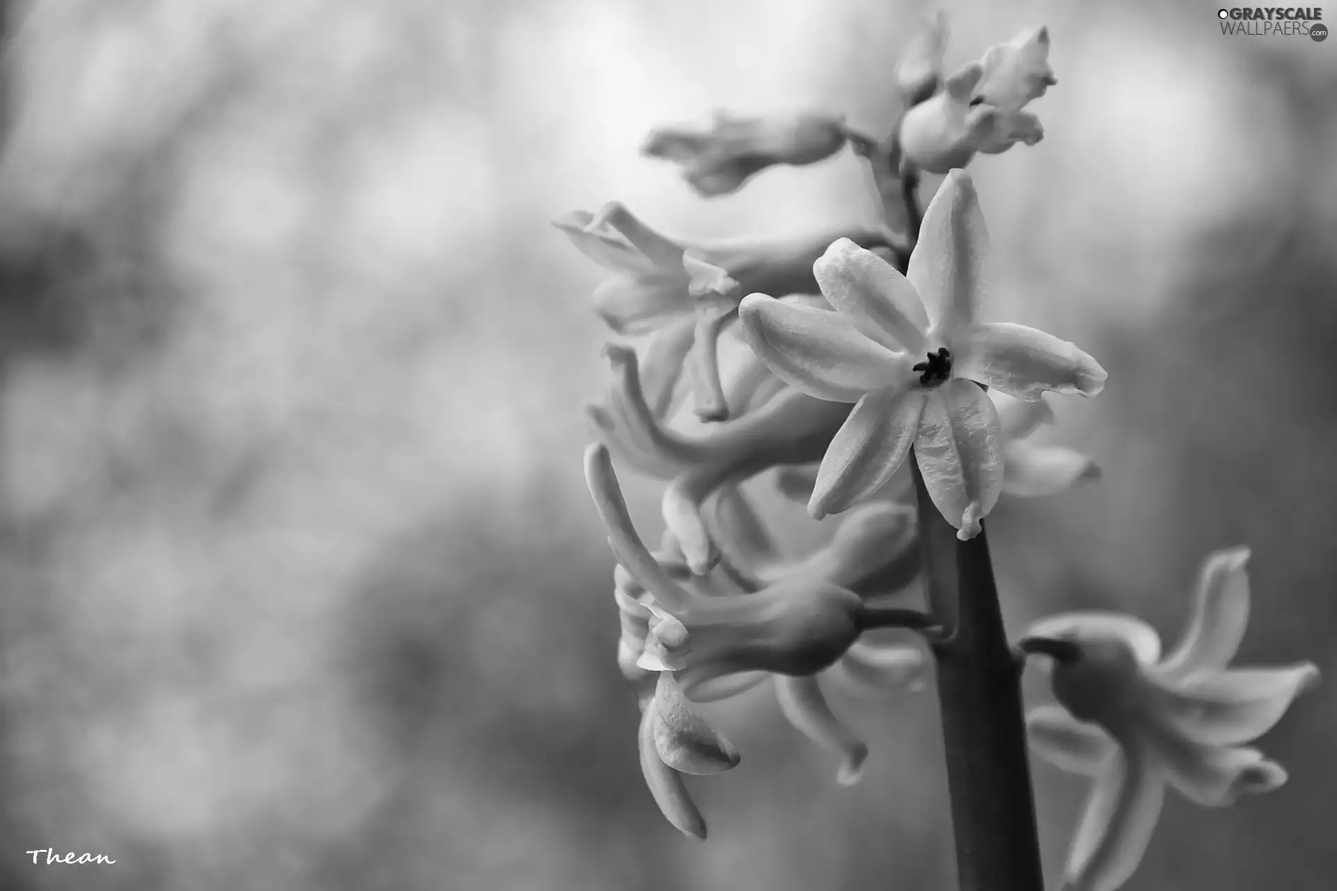 hyacinth, Pale pink