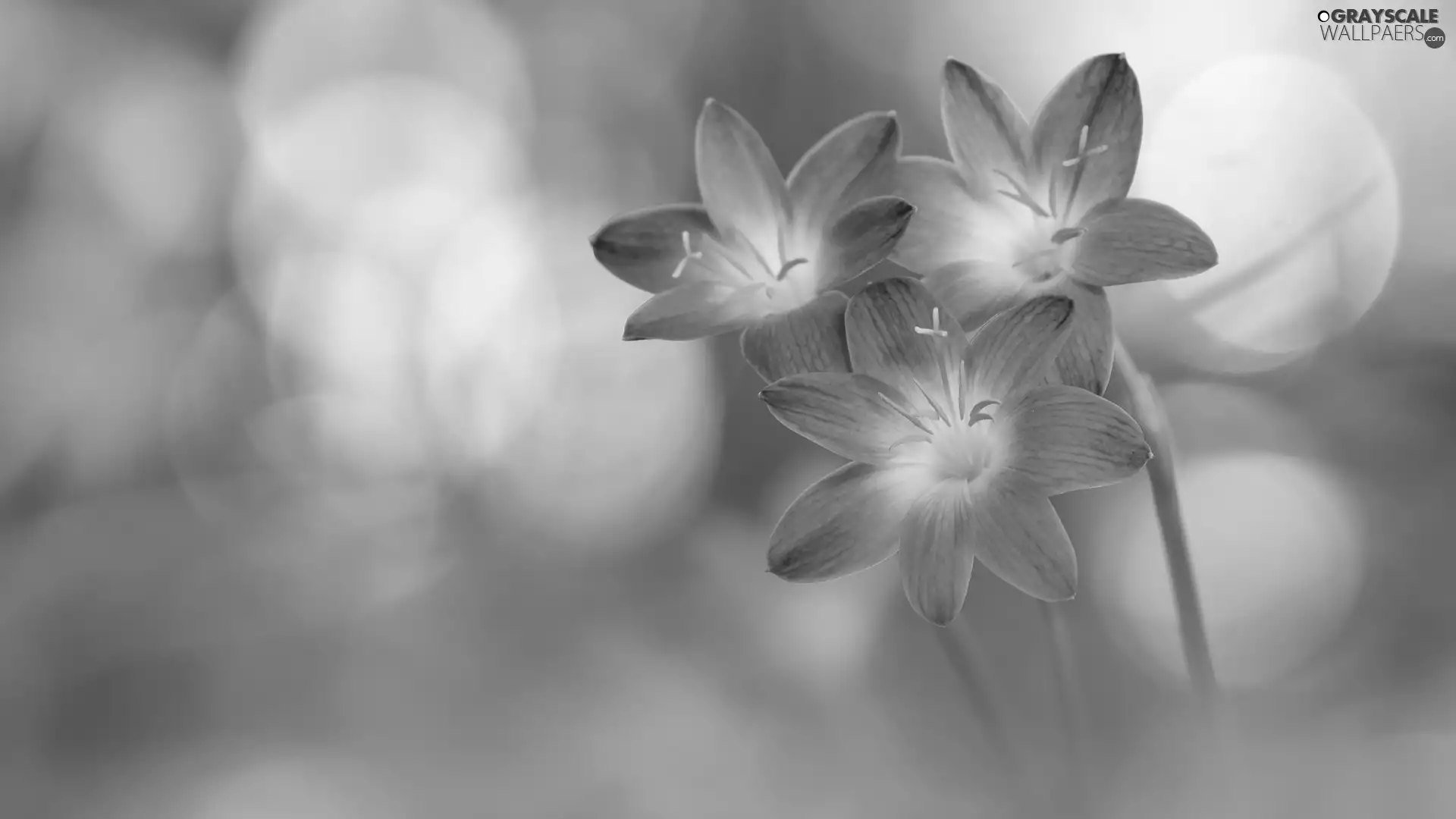 Three, Flowers, Zefiranty, Pink