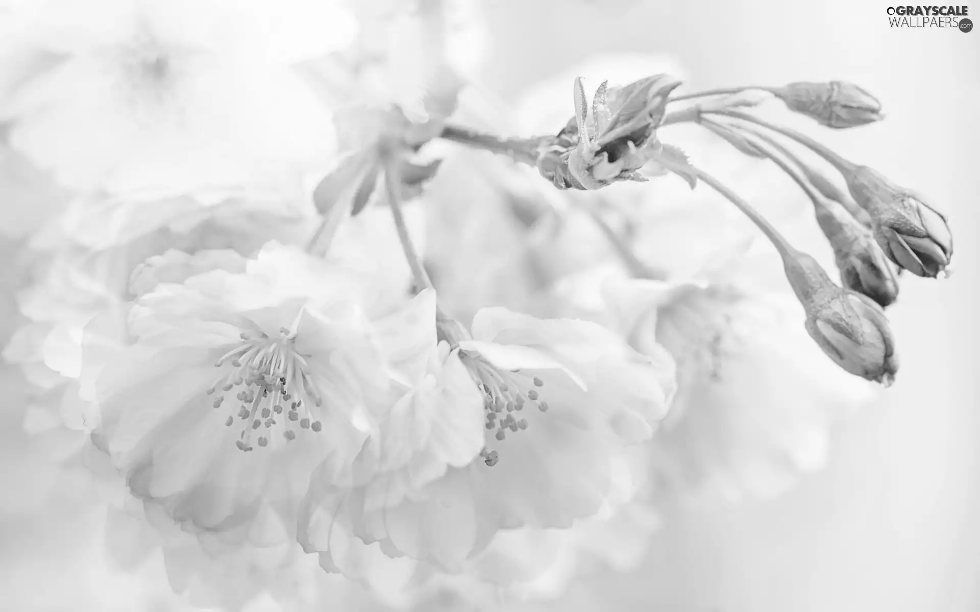 Buds, blur, Flowers, Pink, Fruit Tree