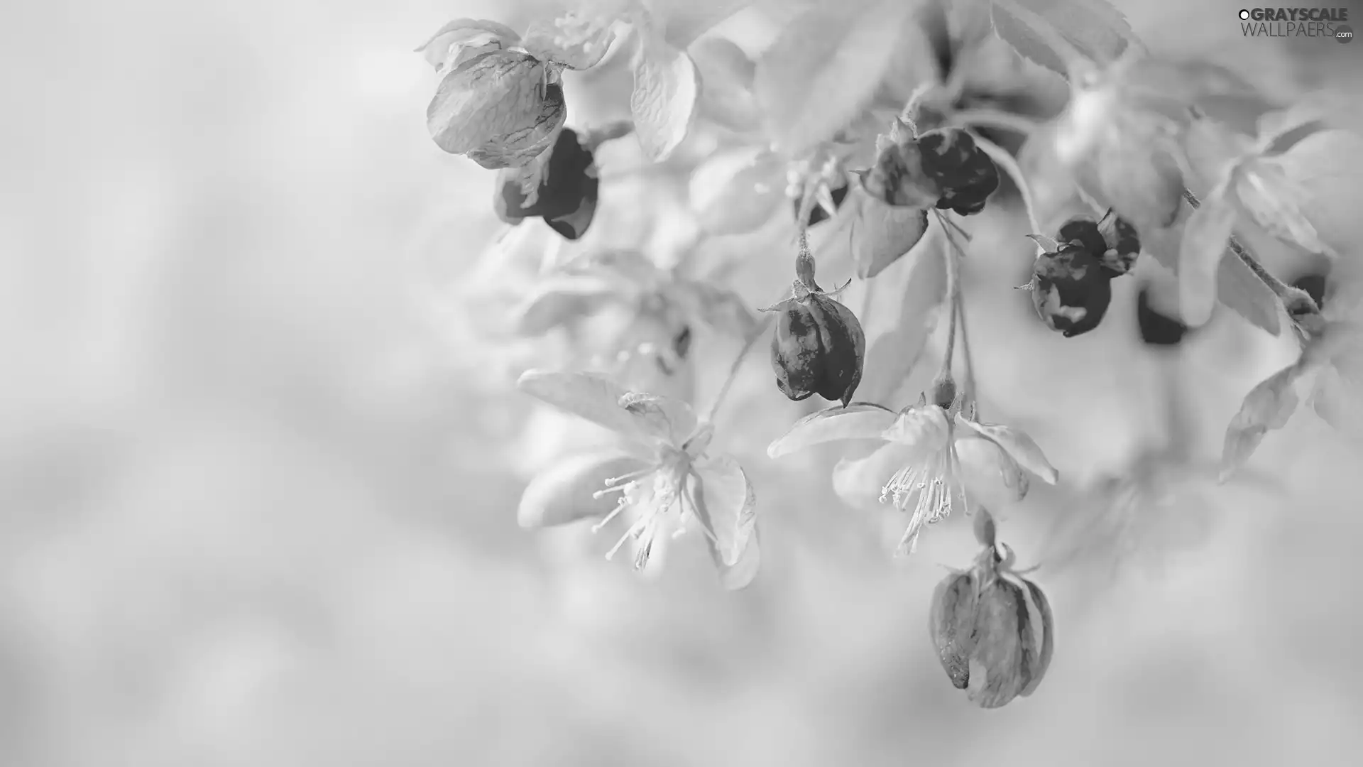 Flowers, Buds, twig, Pink, Fruit Tree