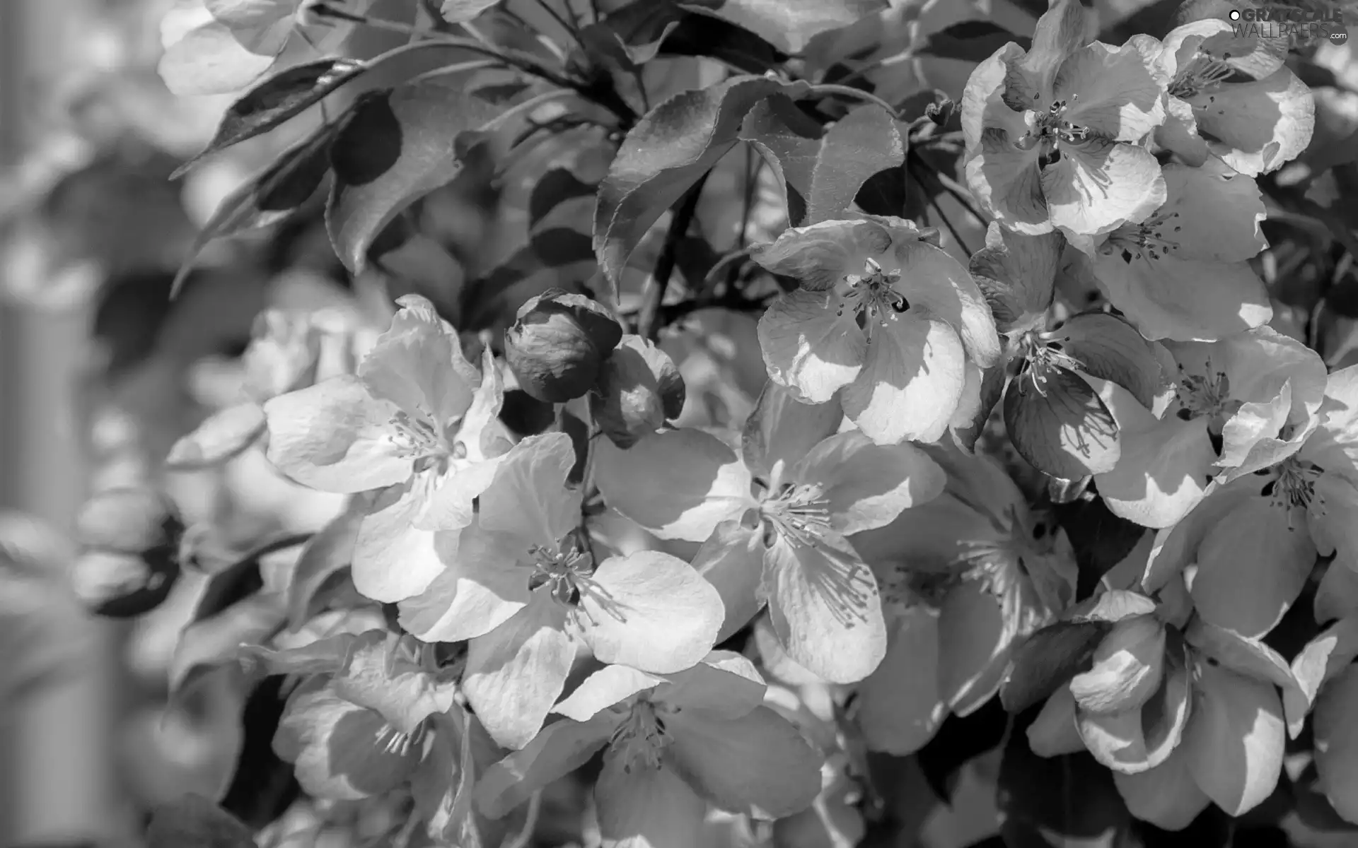 Flowers, Leaf, Twigs, Pink-White, Fruit Tree