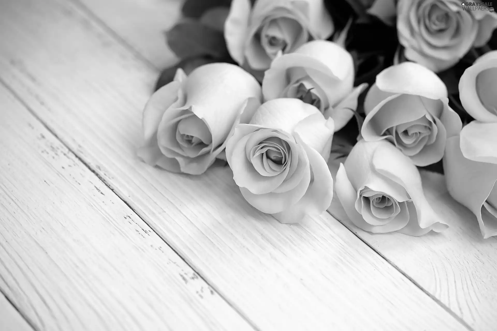 undeveloped, roses, boarding, Pink