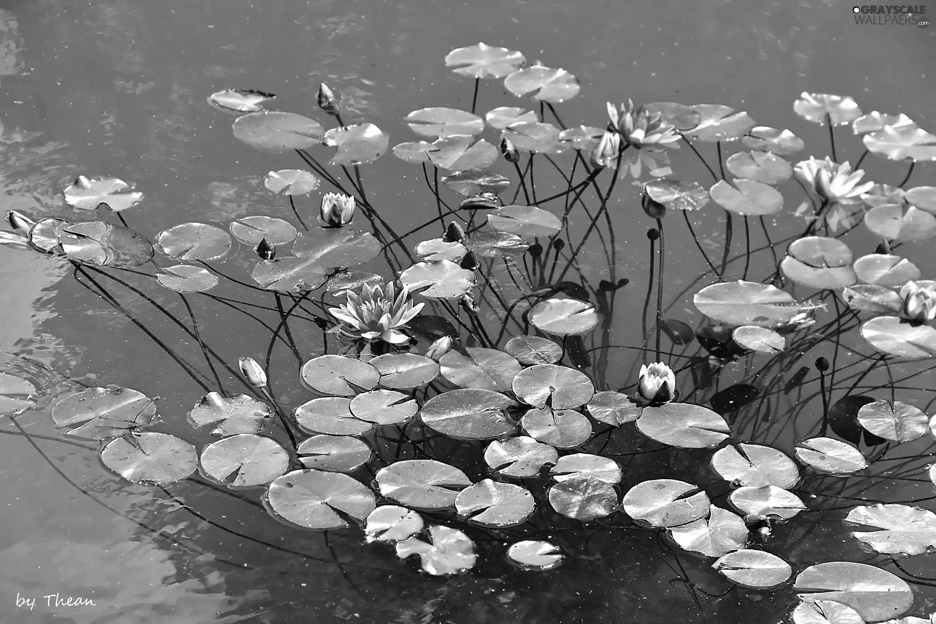 Pink, lilies, water