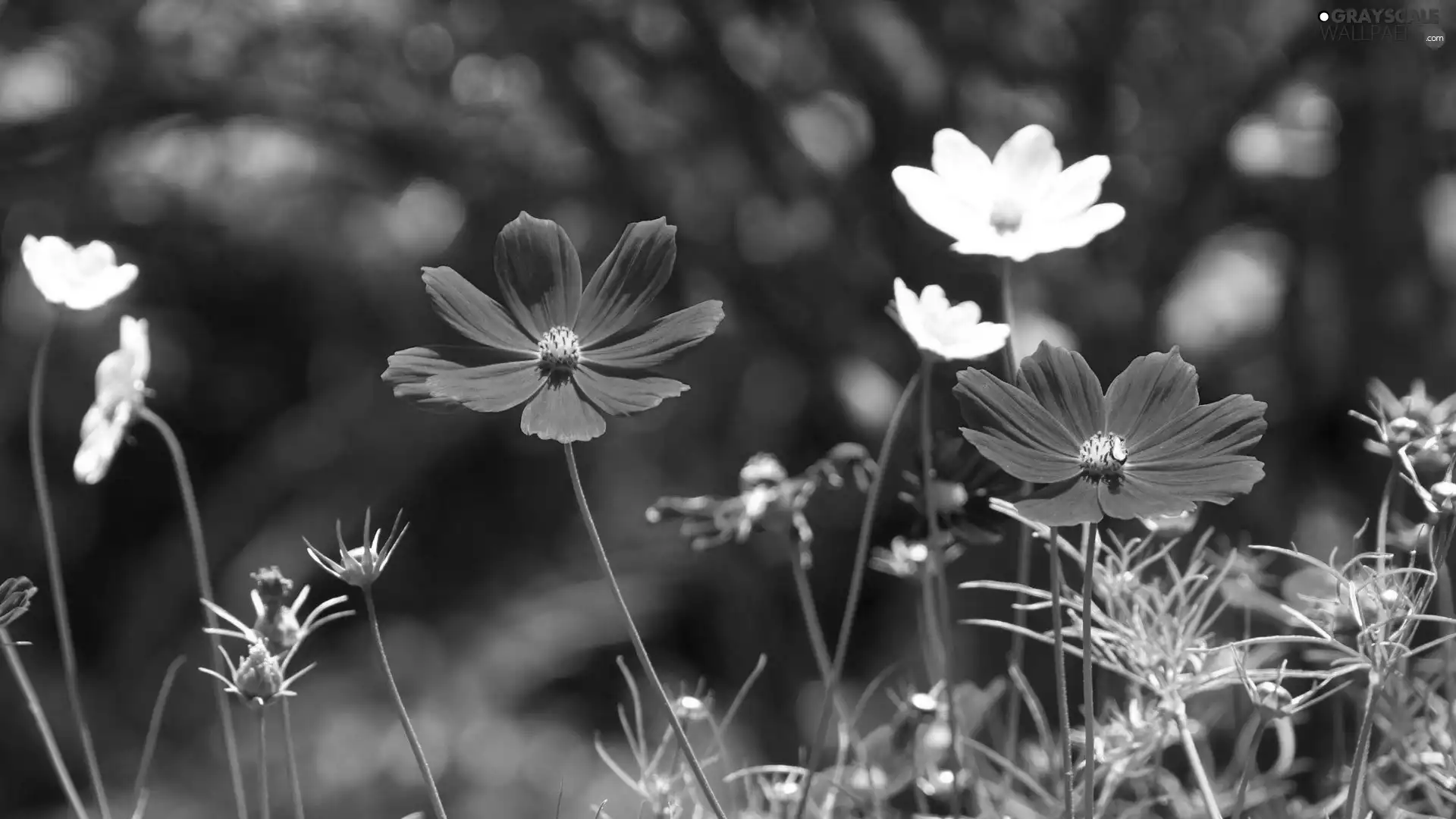 Pink, Cosmos, White