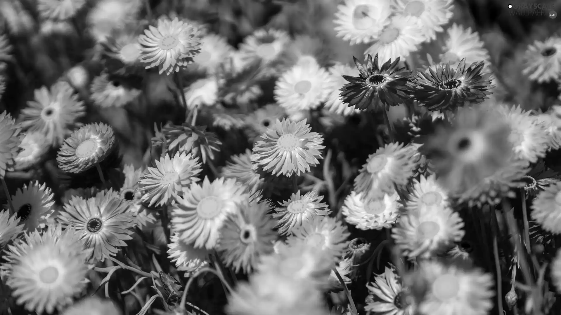 White, Flowers, daisies, Pink