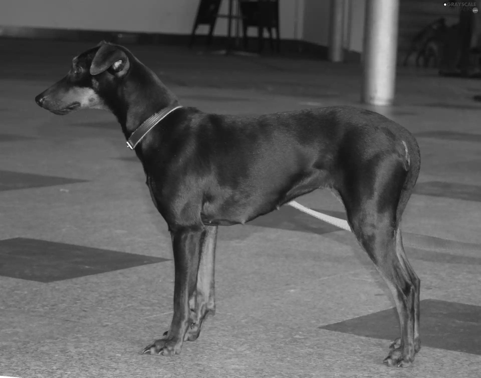 Beatyfull, Pinscher