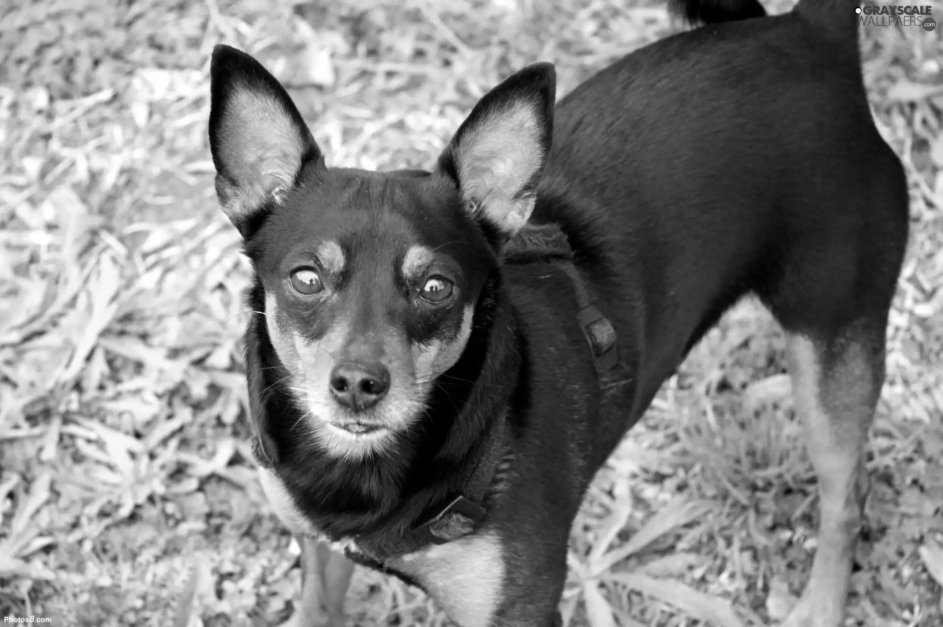 mouth, miniature Pinscher